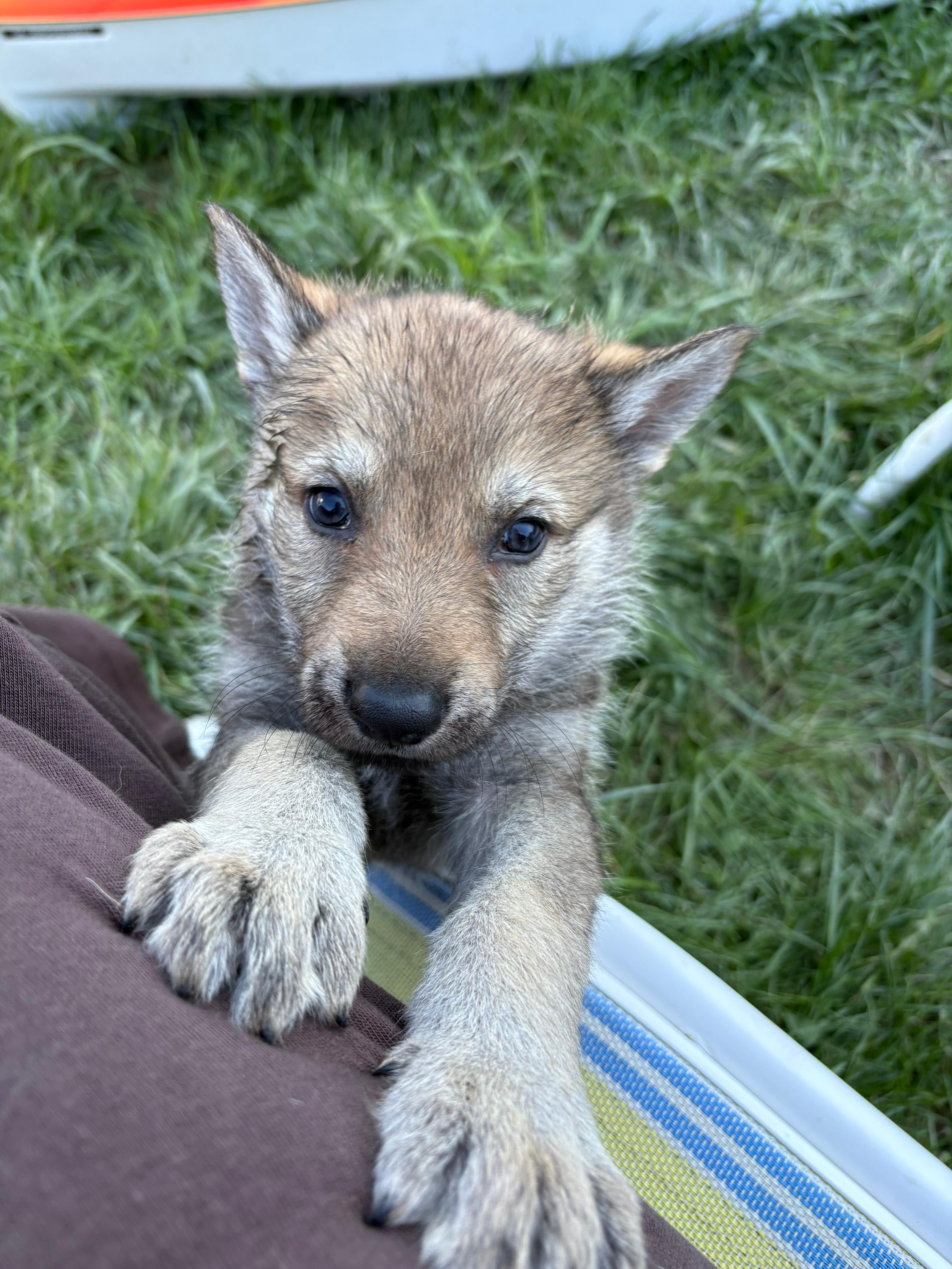 Dalia – Czechoslovakian Vlcak puppy for sale in Detroit, MI