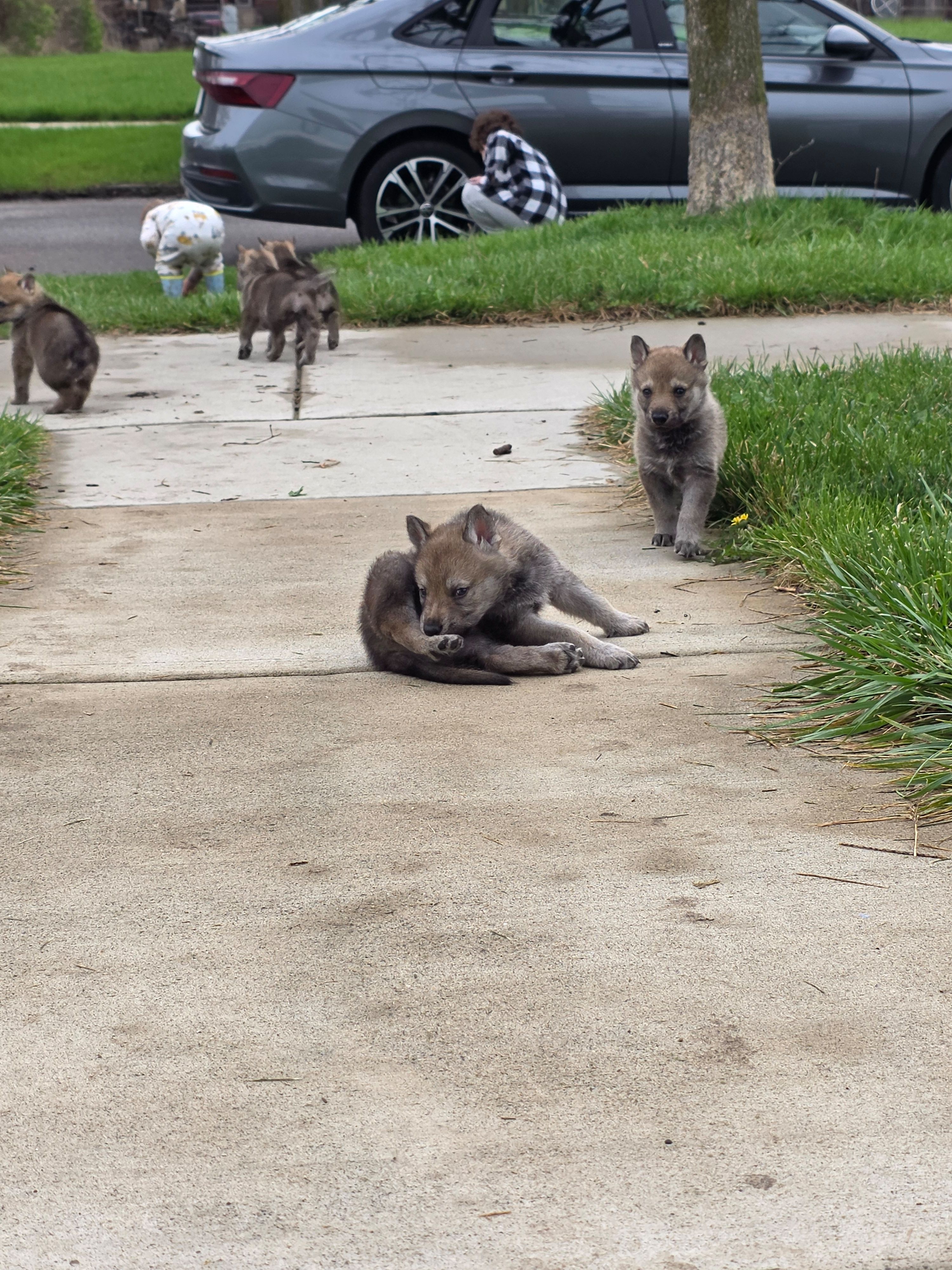 Dalia, a female Czechoslovakian Vlcak for sale in Detroit, MI – Photo 2 of 2