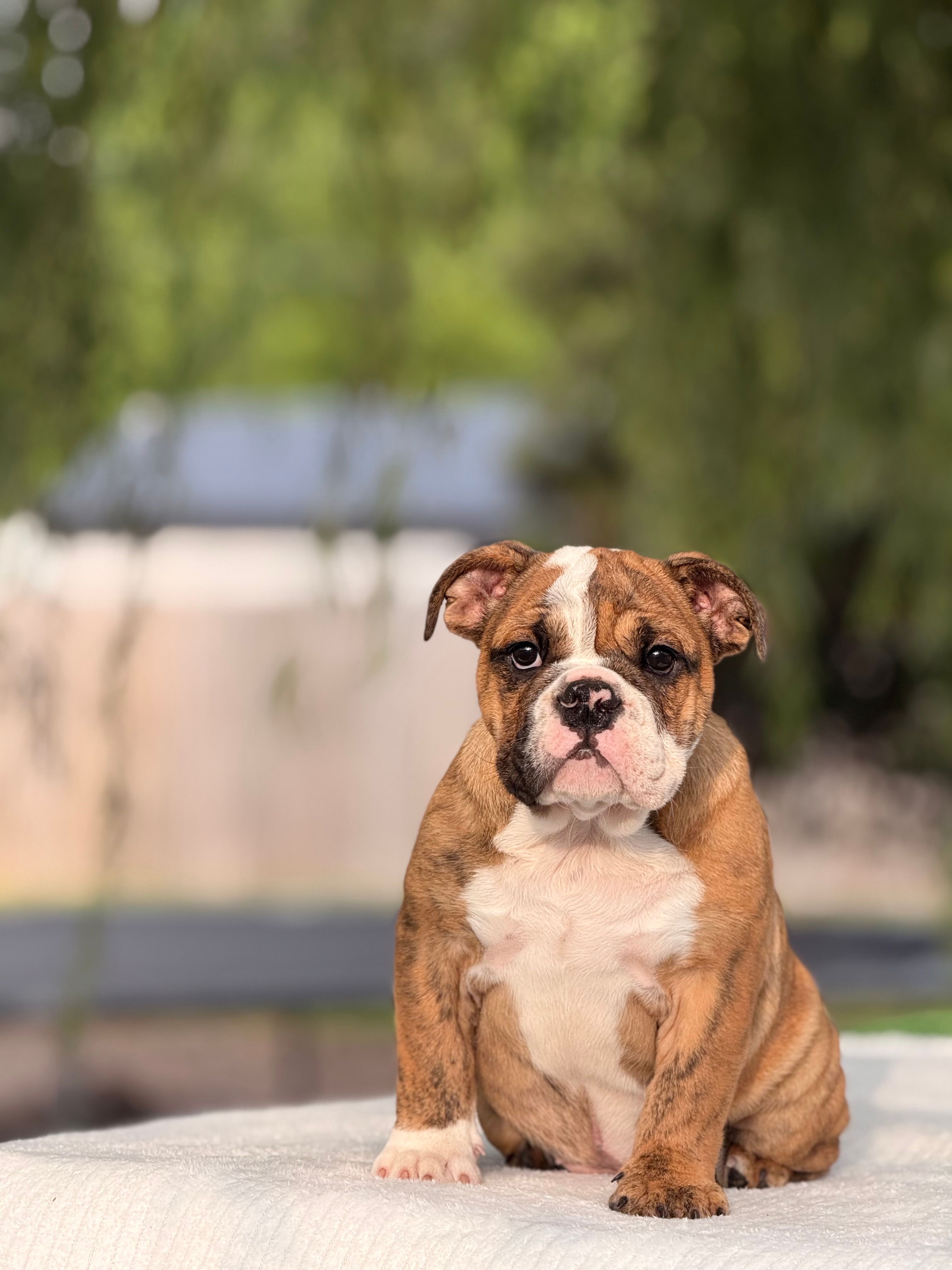 Ramona – English Bulldog puppy for sale in Rocky Mount, NC