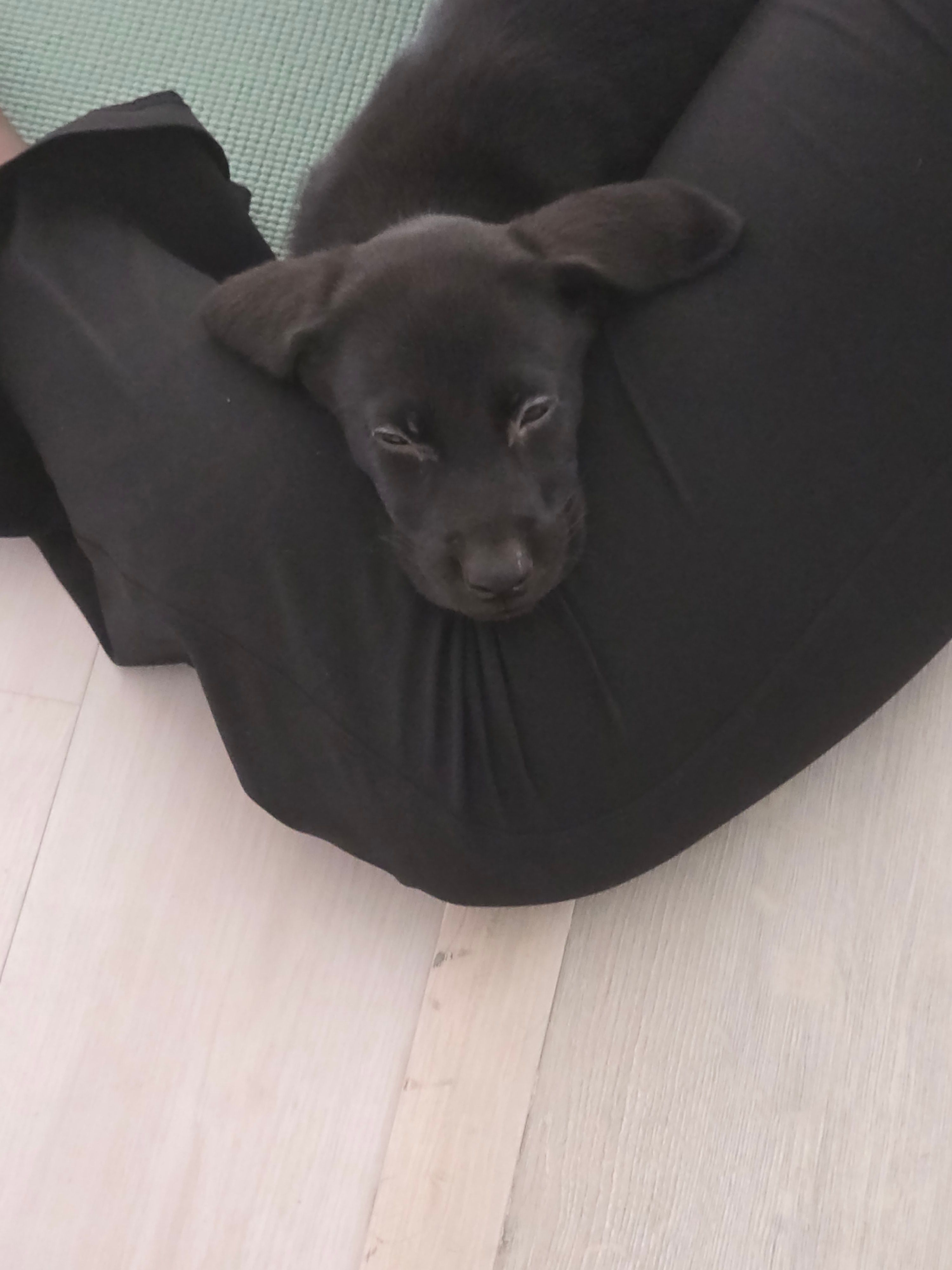 Champion Lineage Black Lab – Labrador Retriever puppy for sale in Clearwater, FL