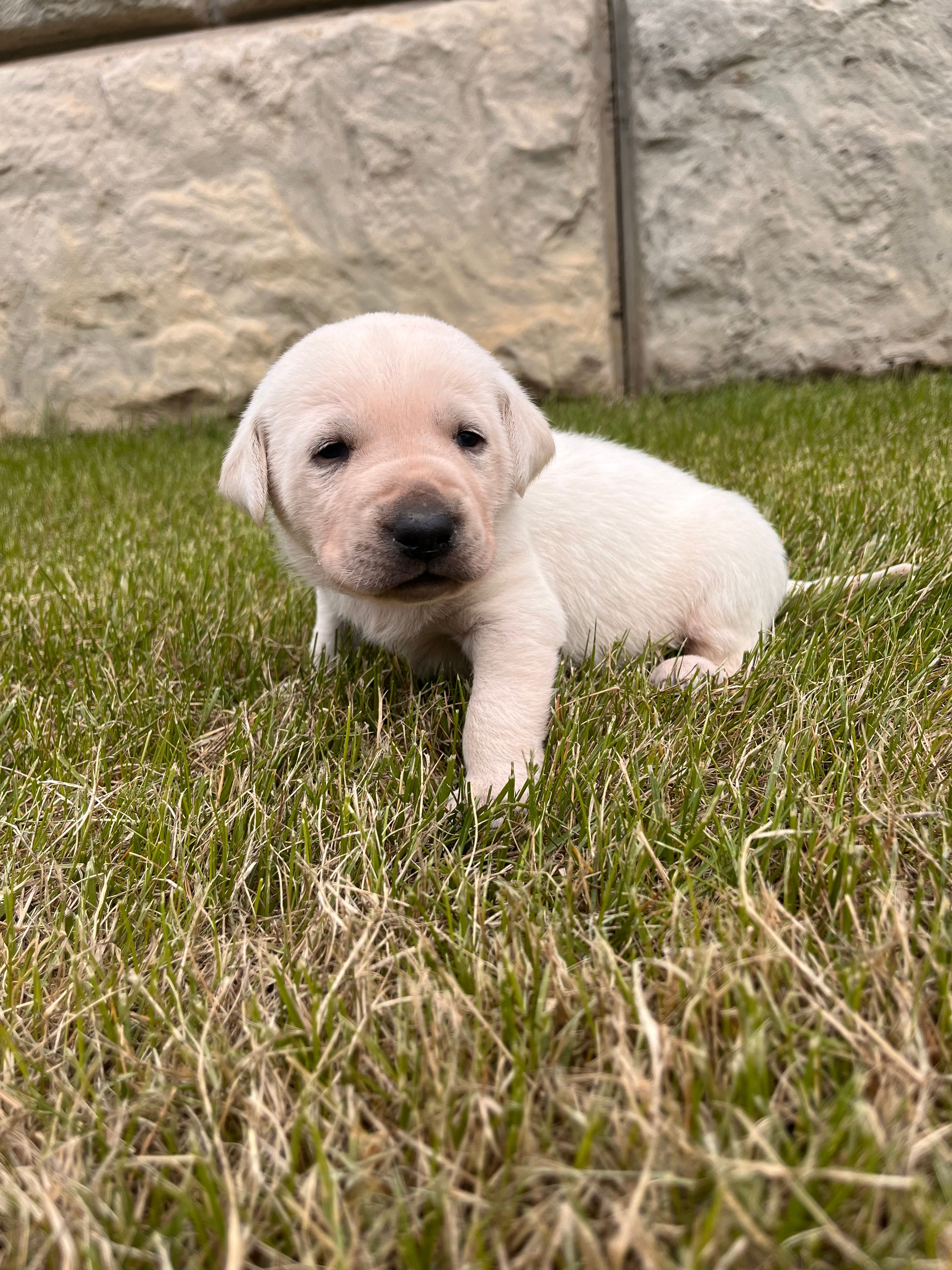 Black – Labrador Retriever puppy for sale in Inwood, IA