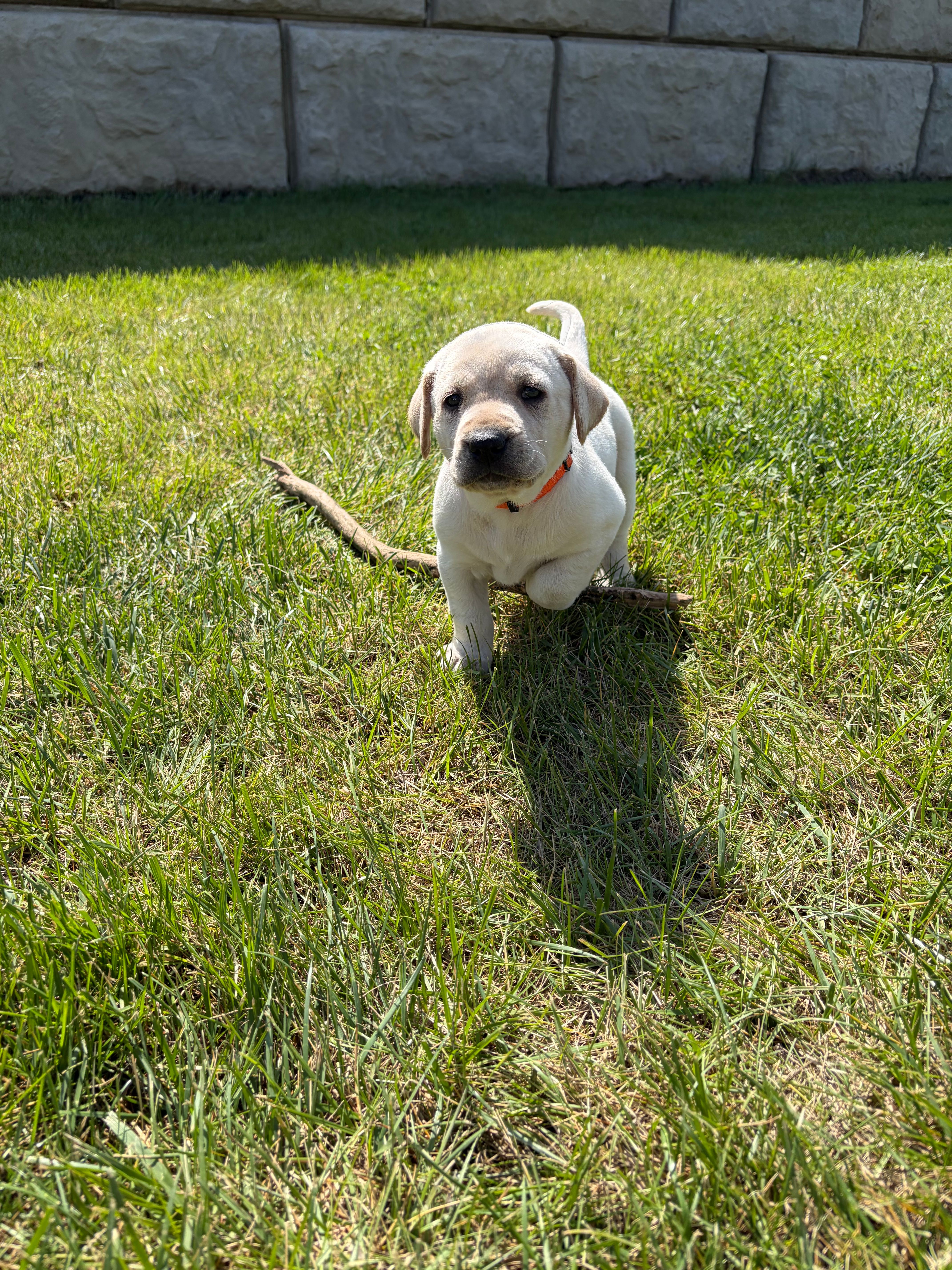 Orange – Labrador Retriever puppy for sale in Inwood, IA