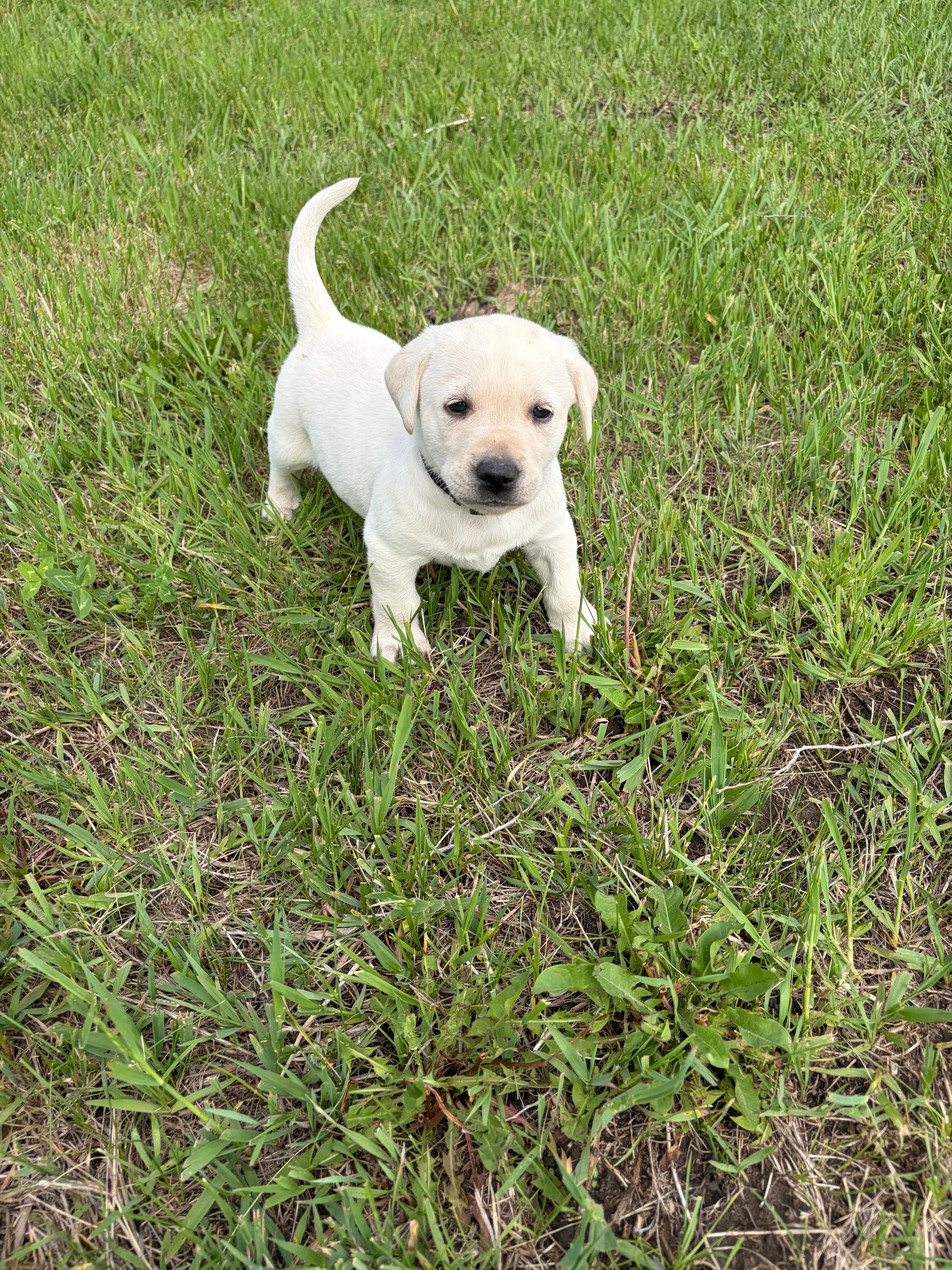 Black – Labrador Retriever puppy for sale in Inwood, IA