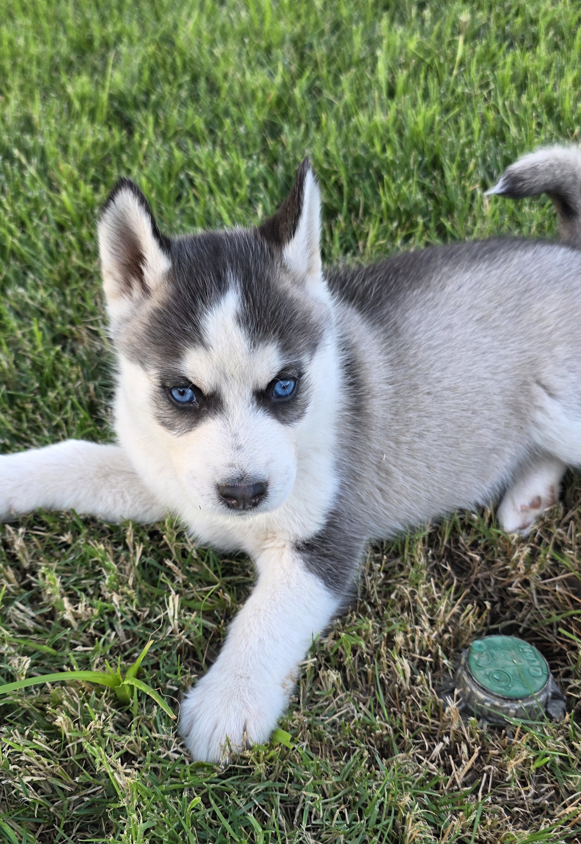 Klara – Siberian Husky puppy for sale in Madera, CA