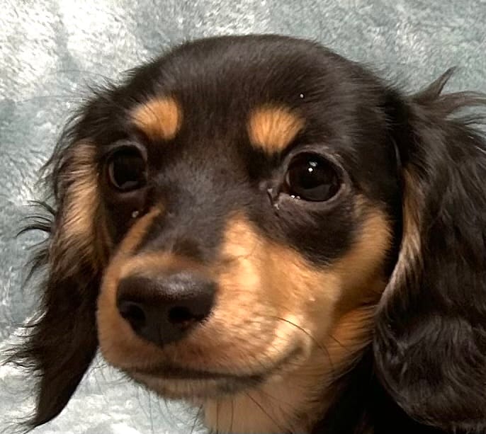 Raven  – Miniature Dachshund puppy for sale in Tempe, AZ