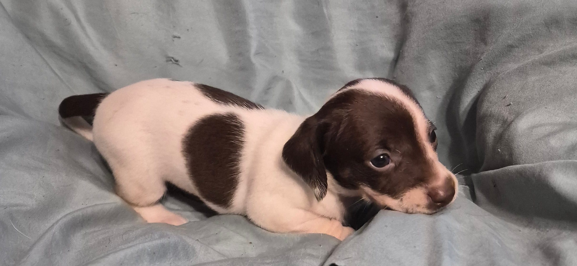 Coco – Dachshund puppy for sale in Rochester, NH