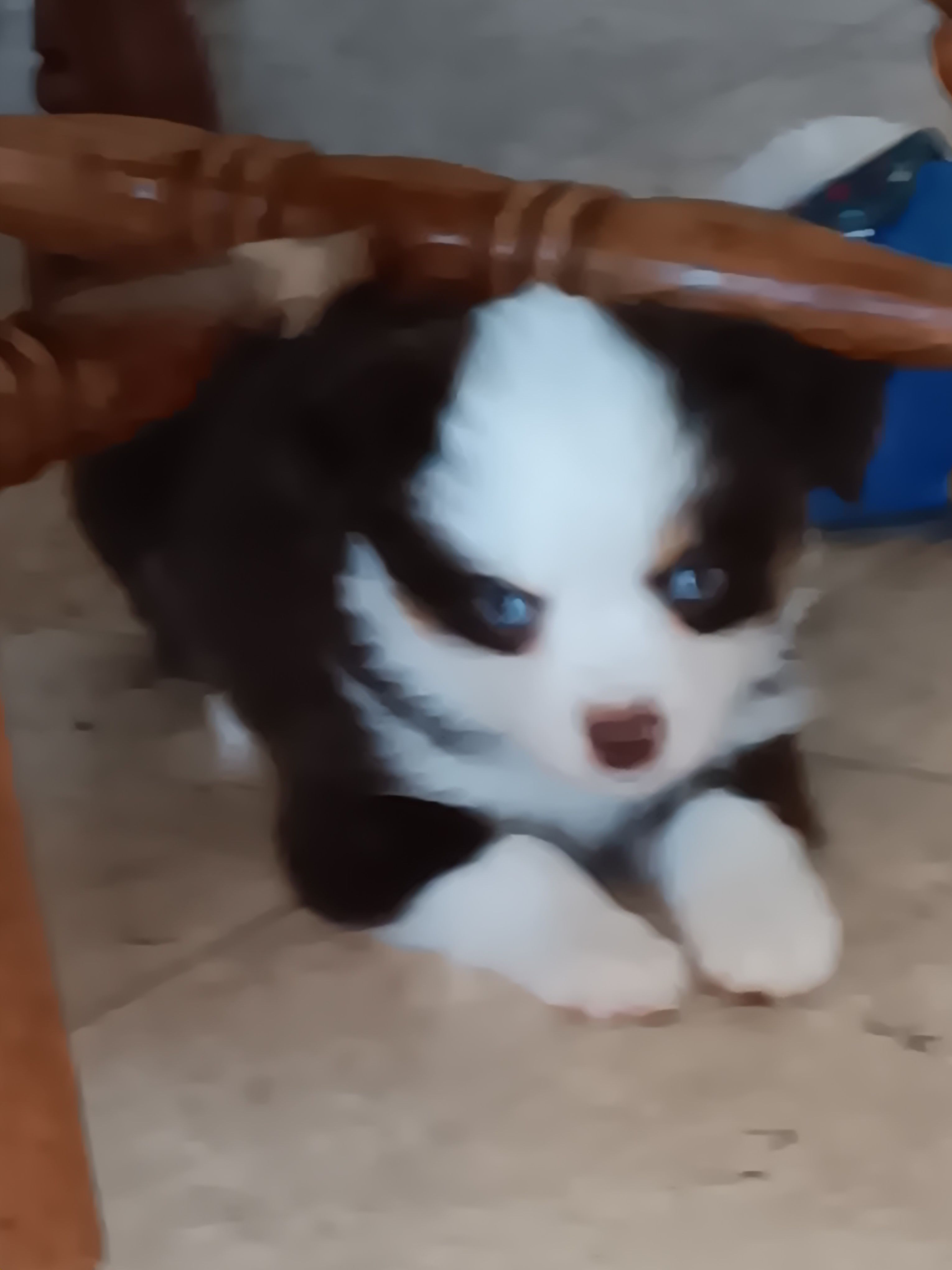 Cuddles – Toy Australian Shepherd puppy for sale in Owensboro, KY