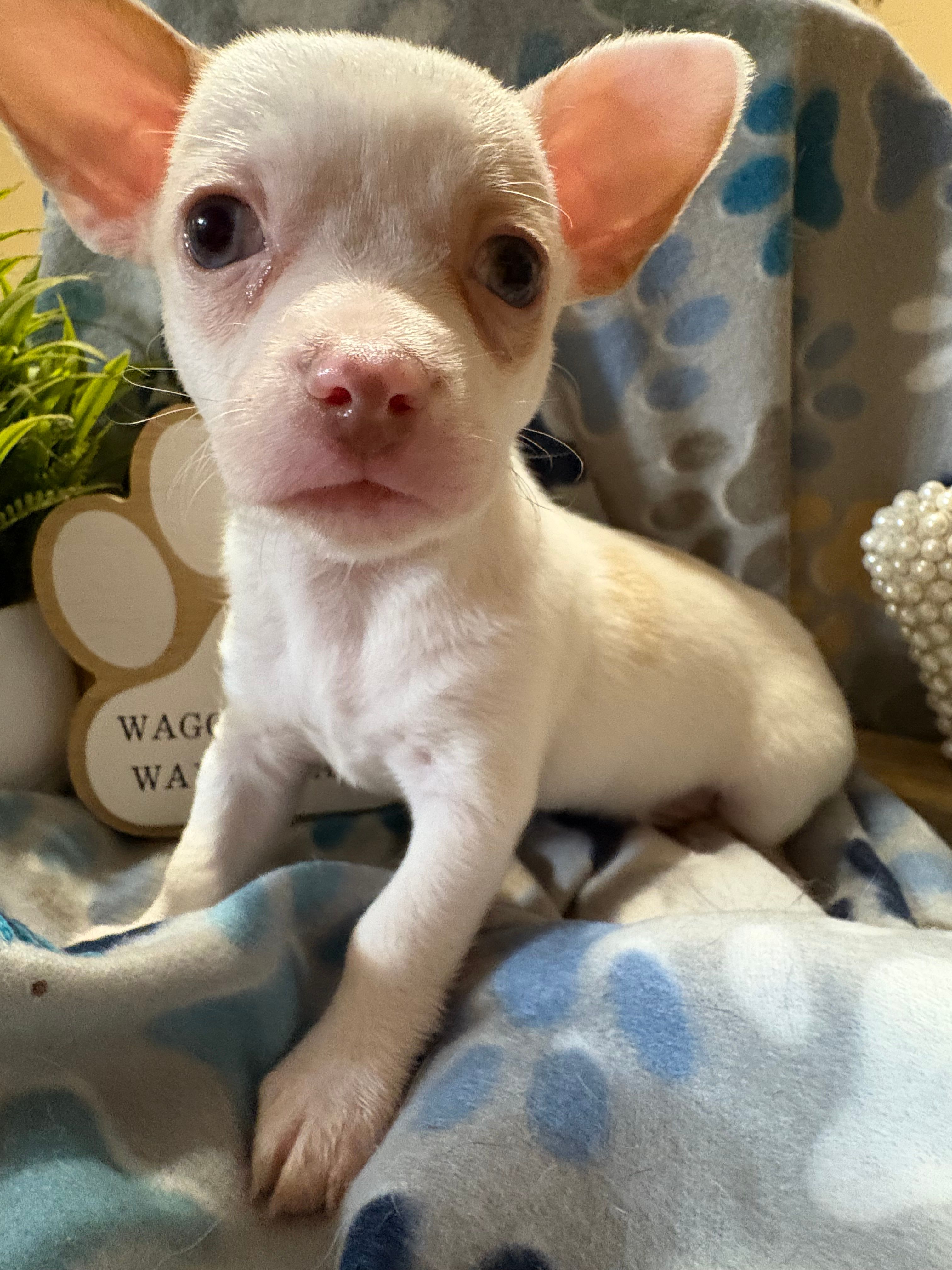 Chi chi  – Chihuahua puppy for sale in Chesapeake City, VA