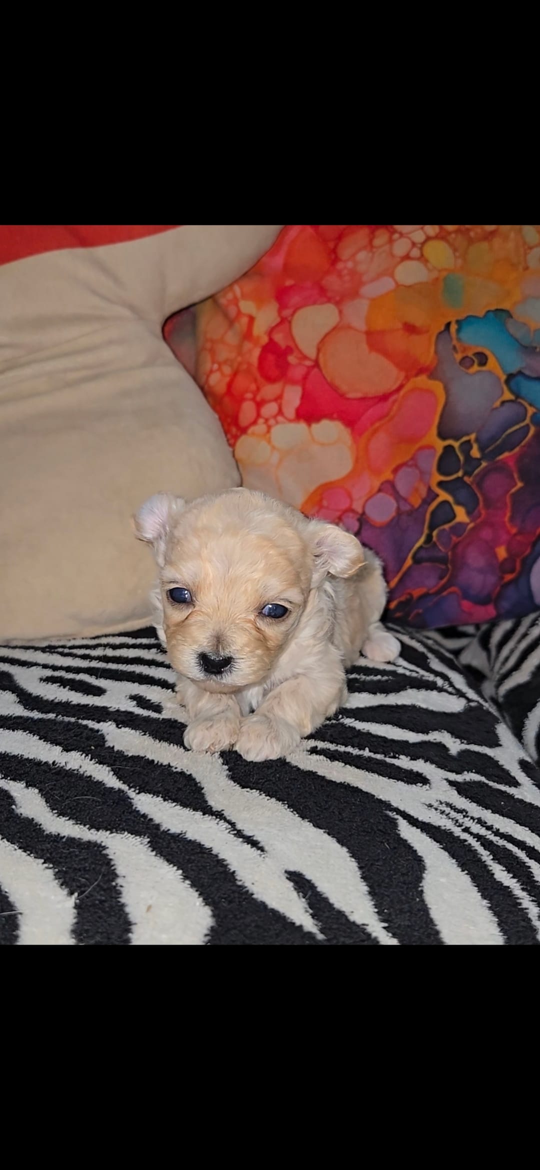 Lilly – Shihpoo puppy for sale in Nashville, TN