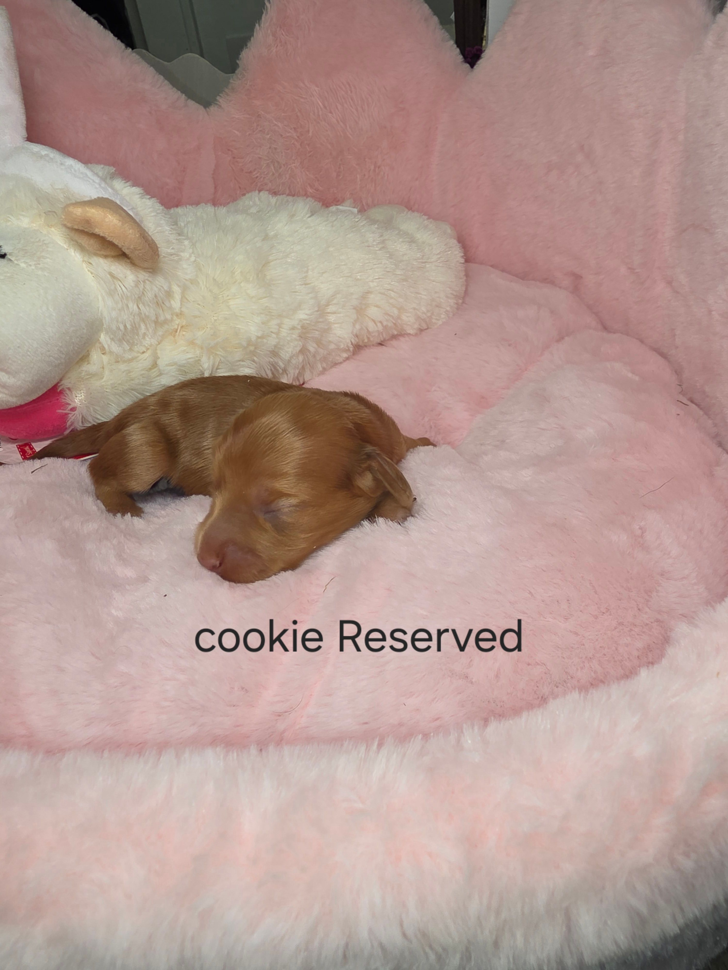 Cookie AKC  – Miniature Dachshund puppy for sale in Bristol, TN