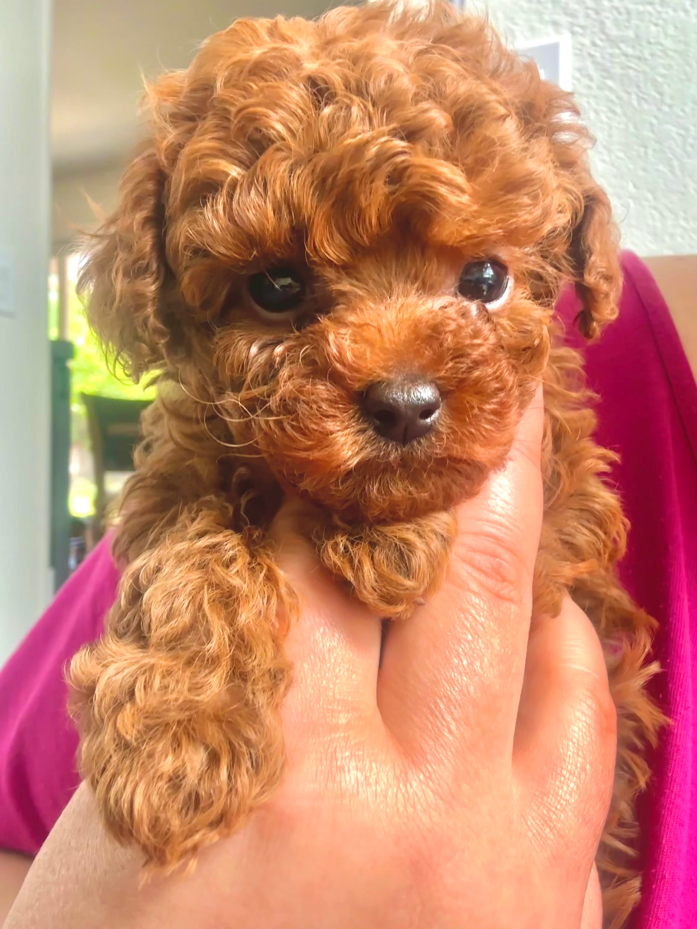 Baby Boy Teacup AKC – Poodle - Toy  puppy for sale in Sacramento, CA