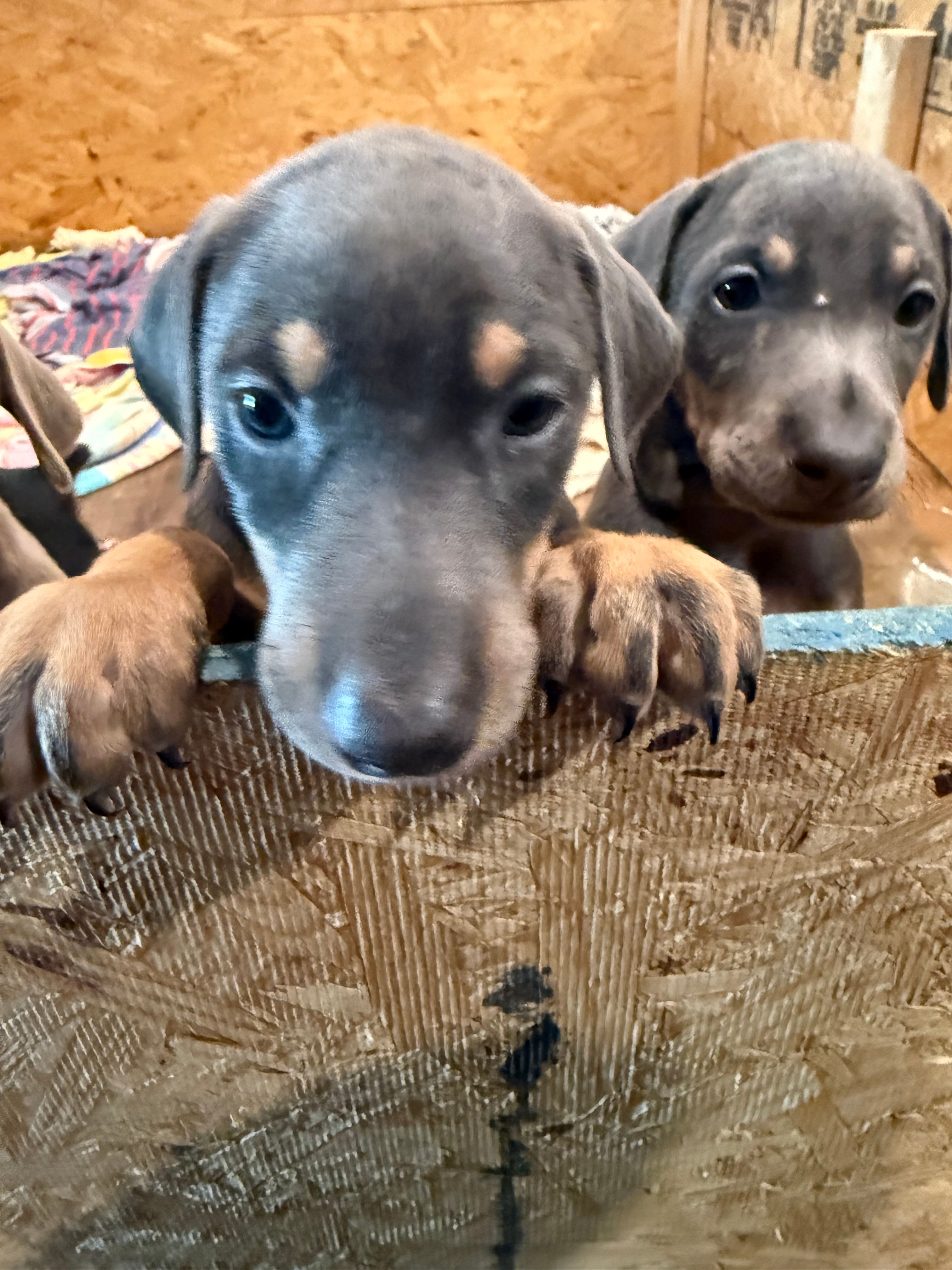 2 Blues – Doberman Pinscher puppy for sale in Pittsburgh, PA