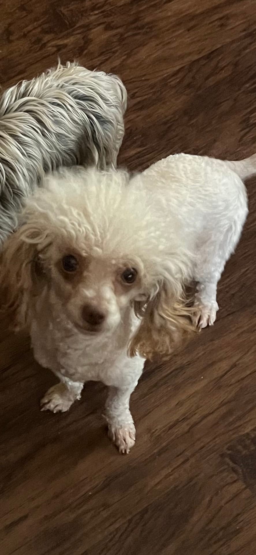 Dimond – Poodle - Toy  puppy for sale in Augusta, GA