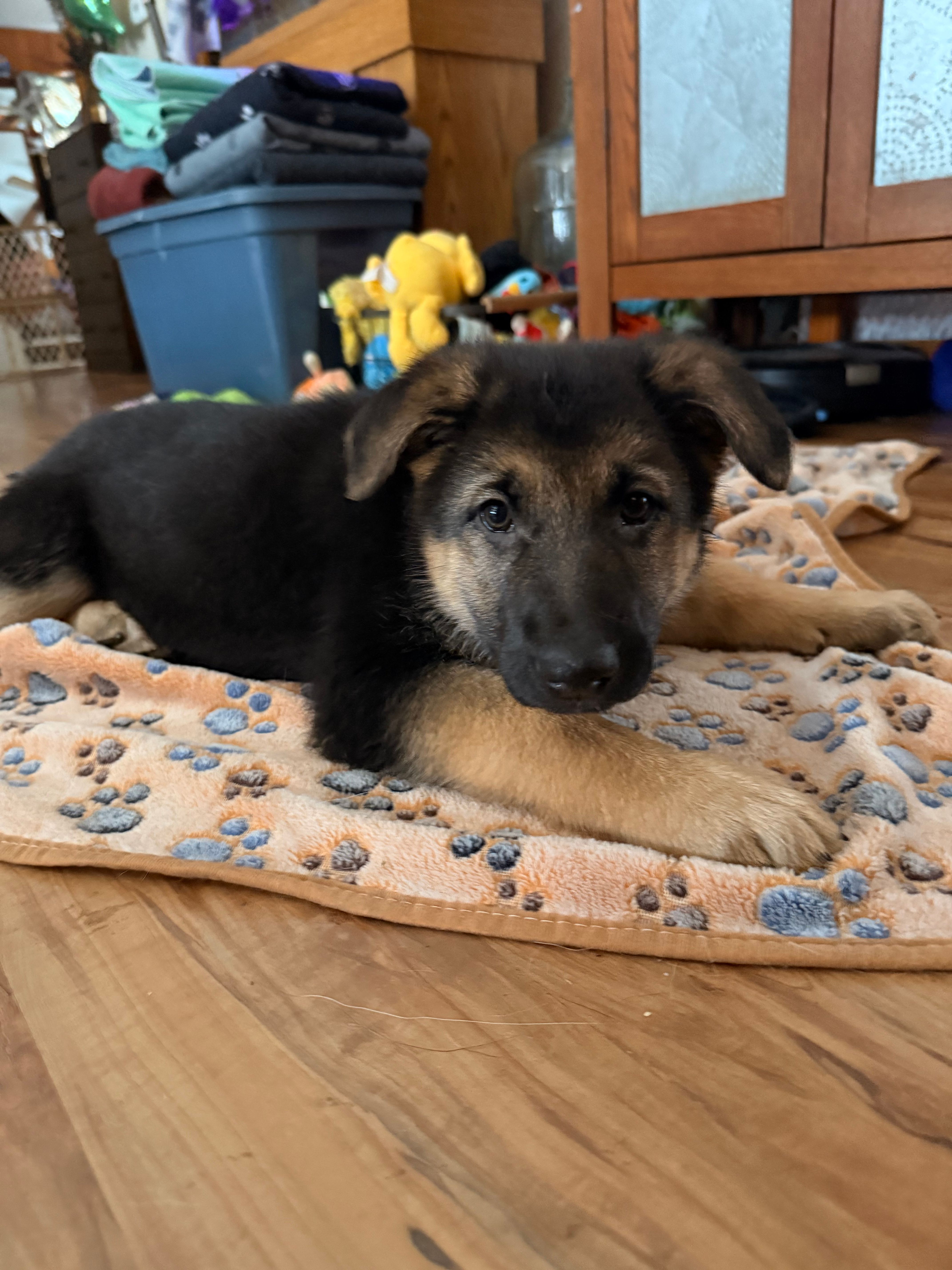 Iegor - Green Collar Male  – German Shepherd Dog puppy for sale in Chester, VT