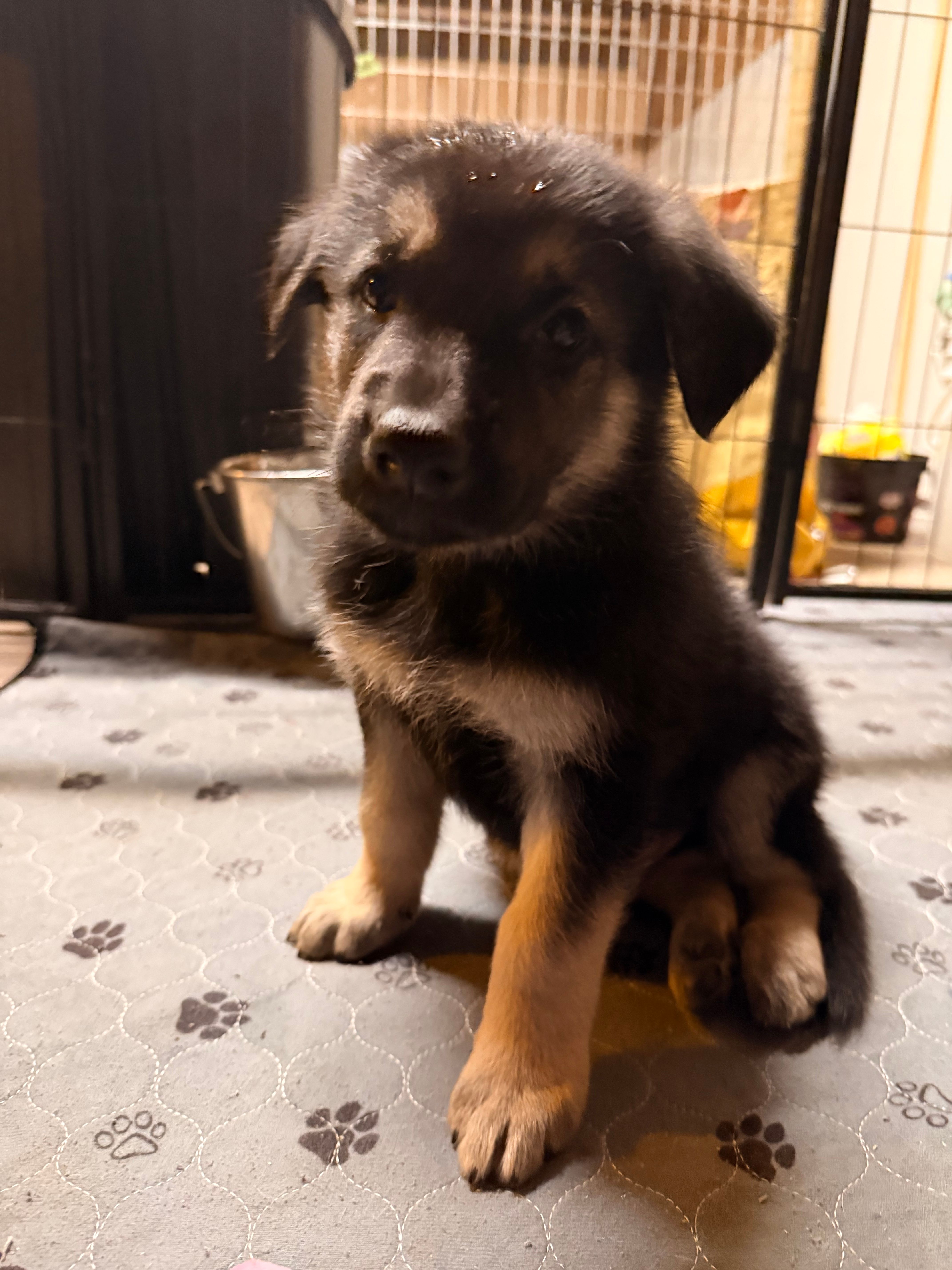 Igor- Blue Collar Boy 