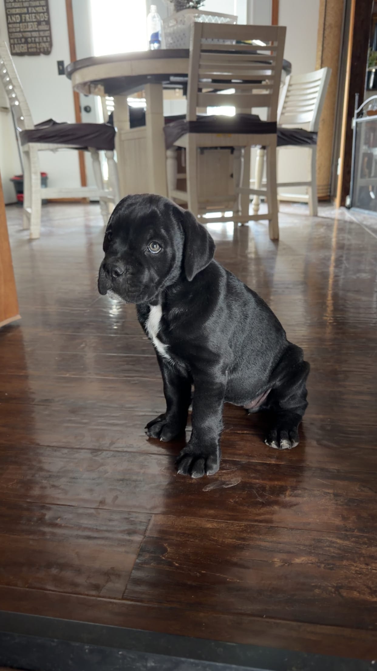 Rose  – Cane Corso puppy for sale in Belton, MO