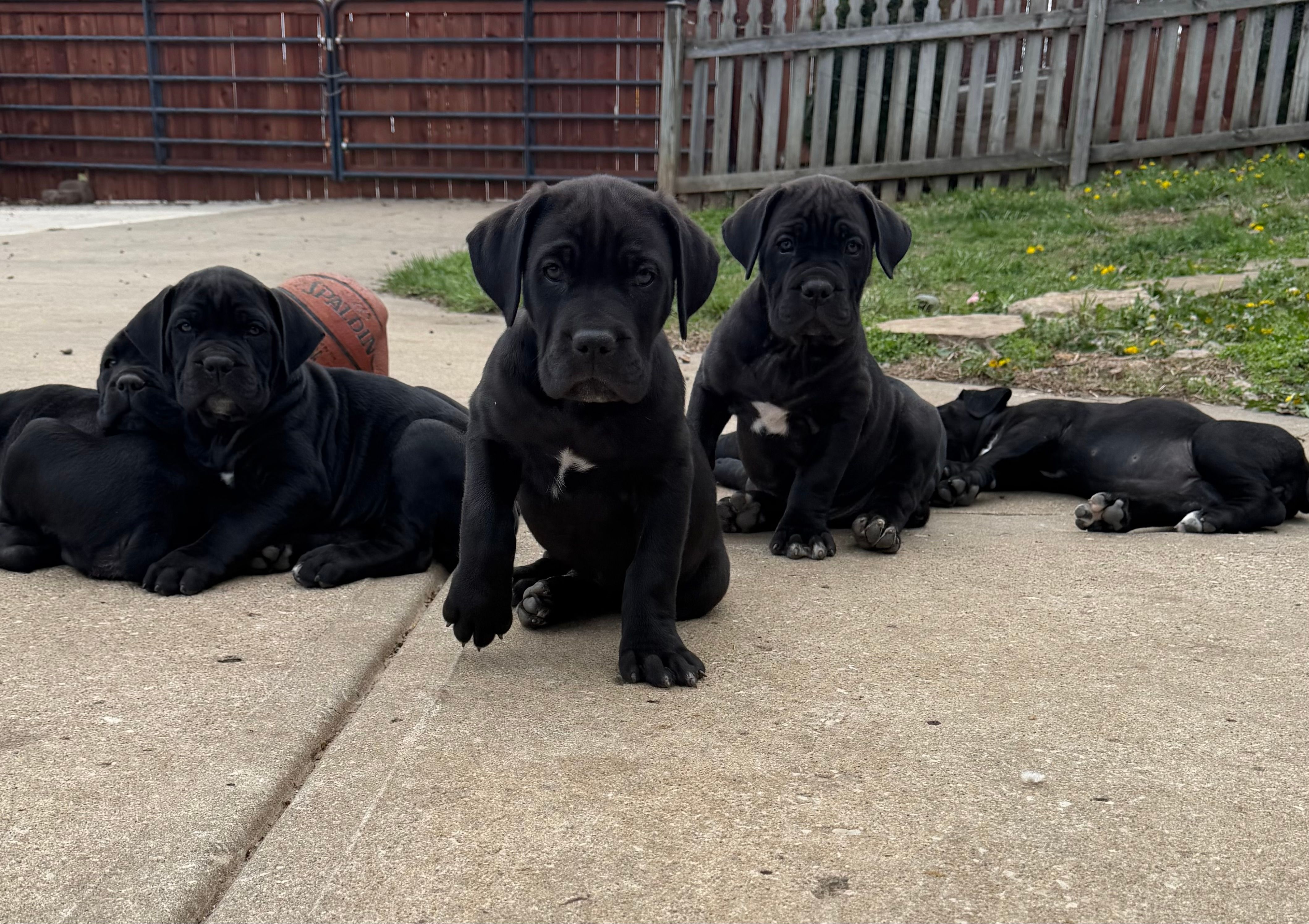 TJ – Cane Corso puppy for sale in Belton, MO