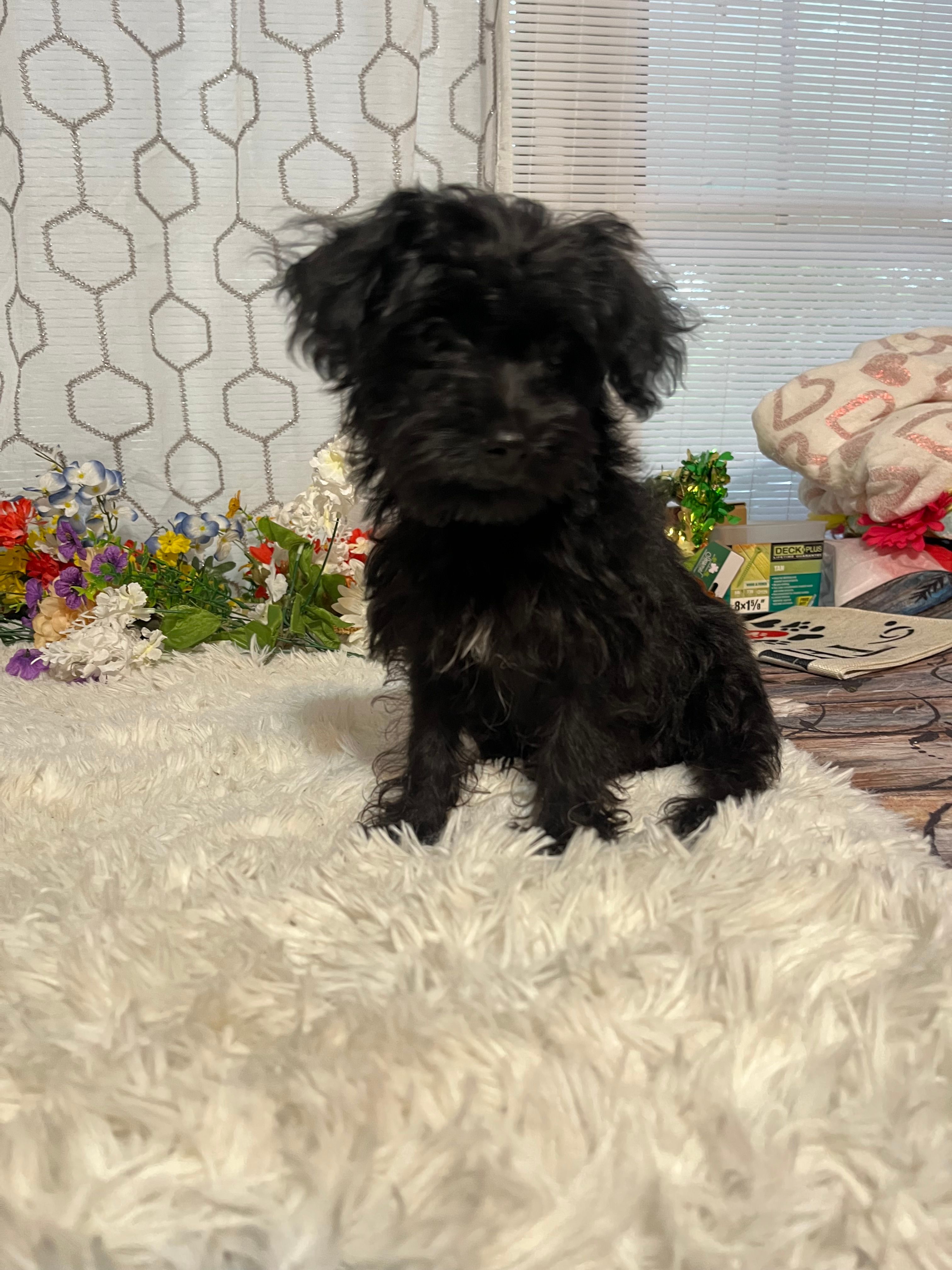 Bella  – Yorkipoo puppy for sale in Elgin, SC