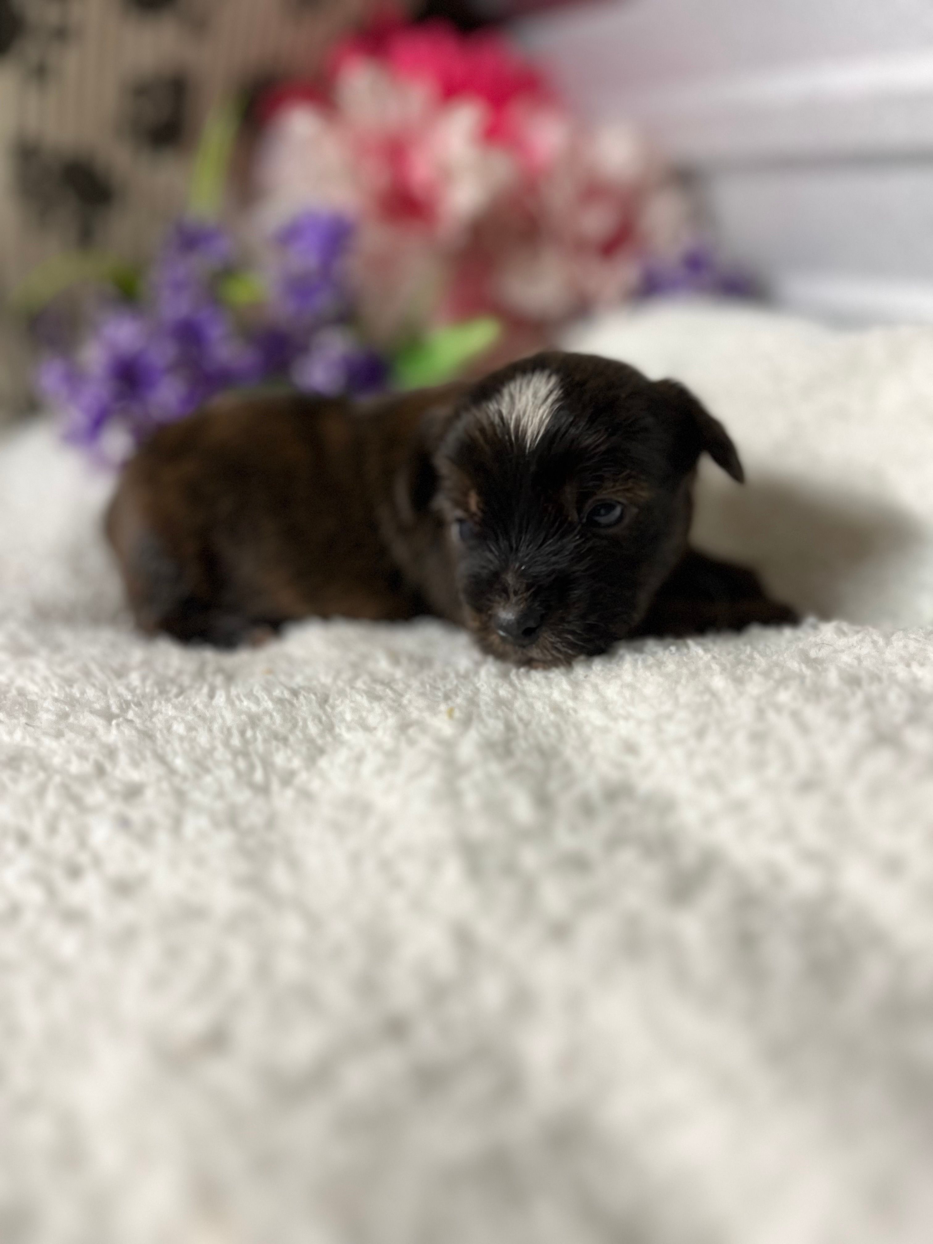 AKC Melody – Yorkshire Terrier puppy for sale in Elgin, SC