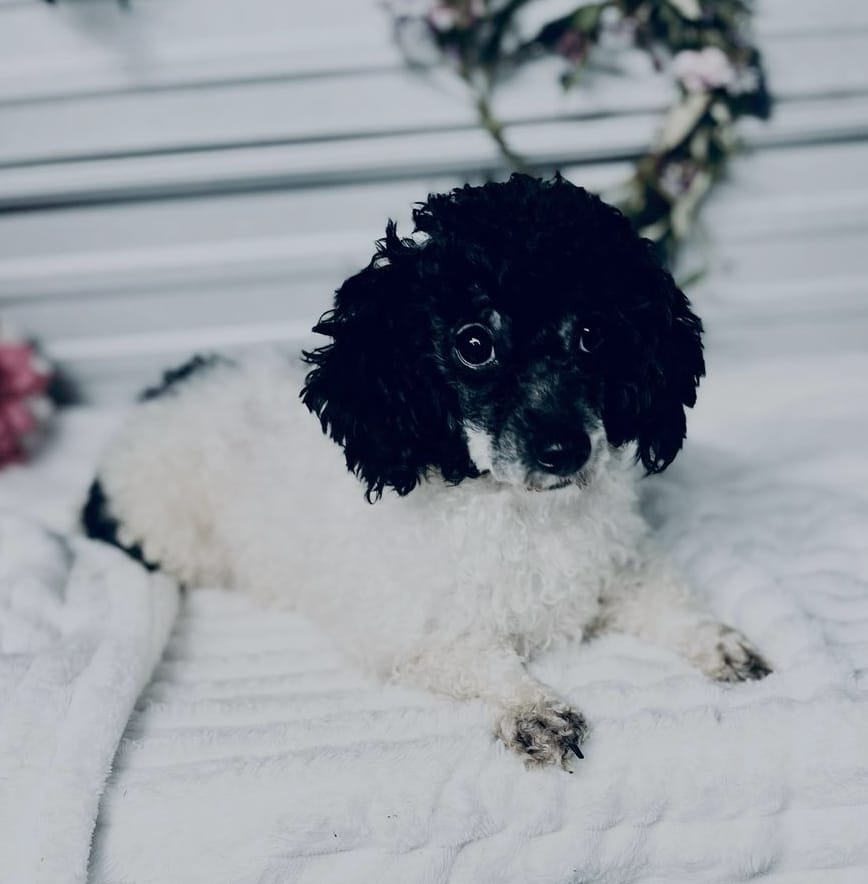 AKC Loretta – Poodle - Miniature  puppy for sale in Elgin, SC