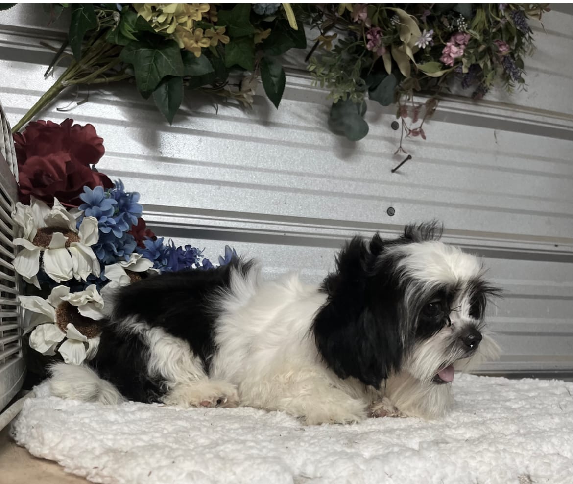 Holmes – Shih Tzu puppy for sale in Elgin, SC