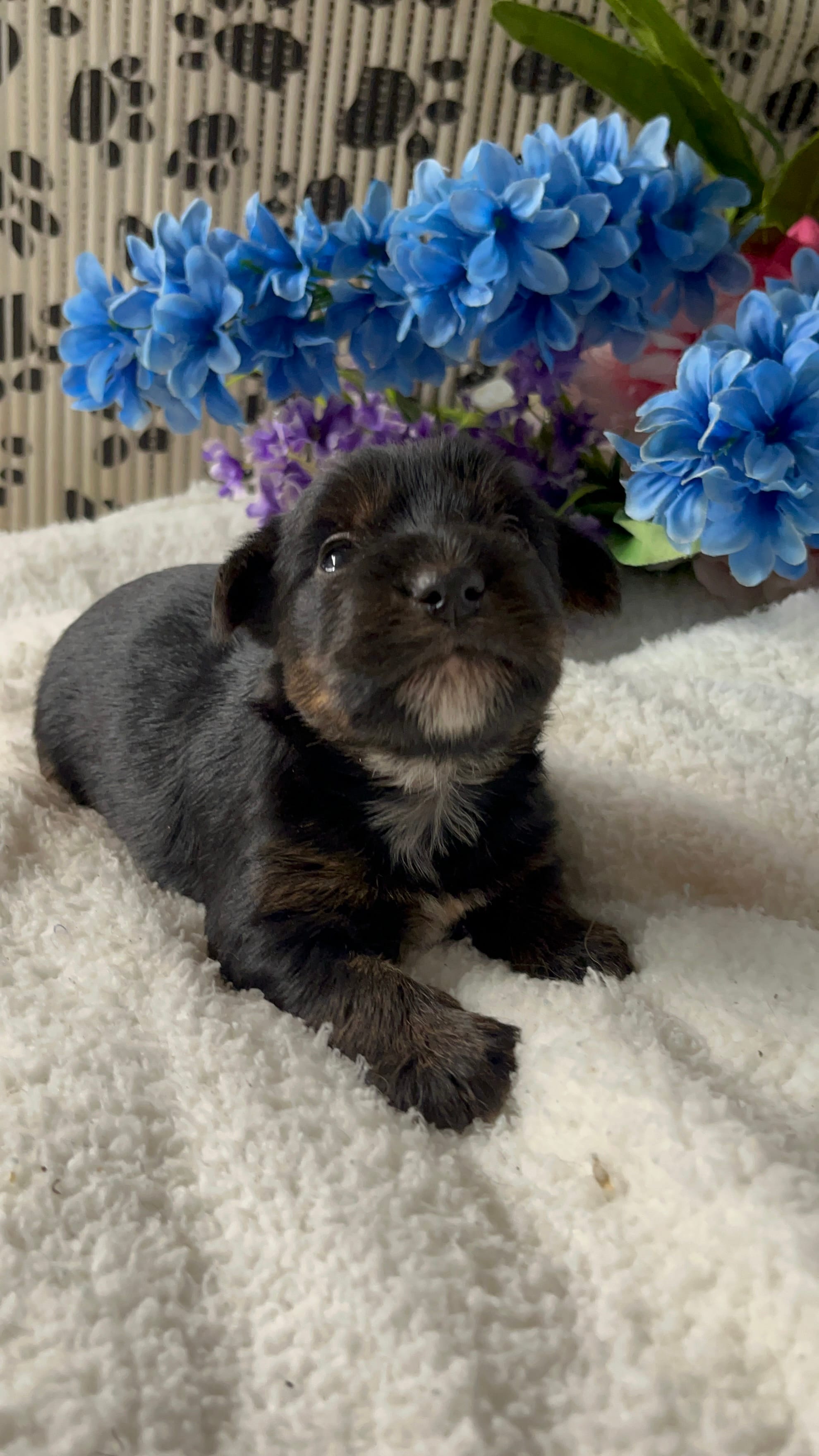 AKC Gus – Yorkshire Terrier puppy for sale in Elgin, SC