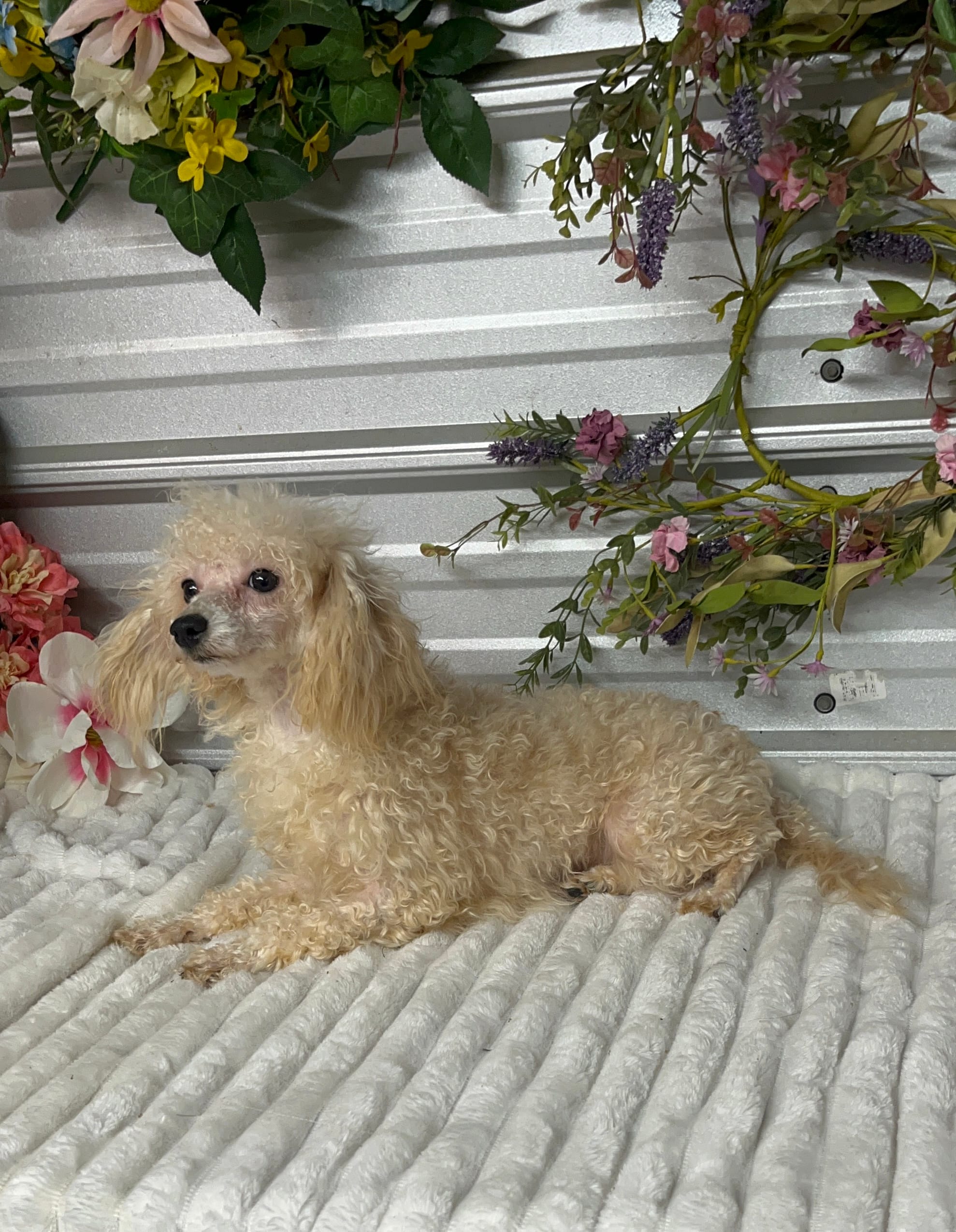 AKC Zina – Poodle - Toy  puppy for sale in Elgin, SC