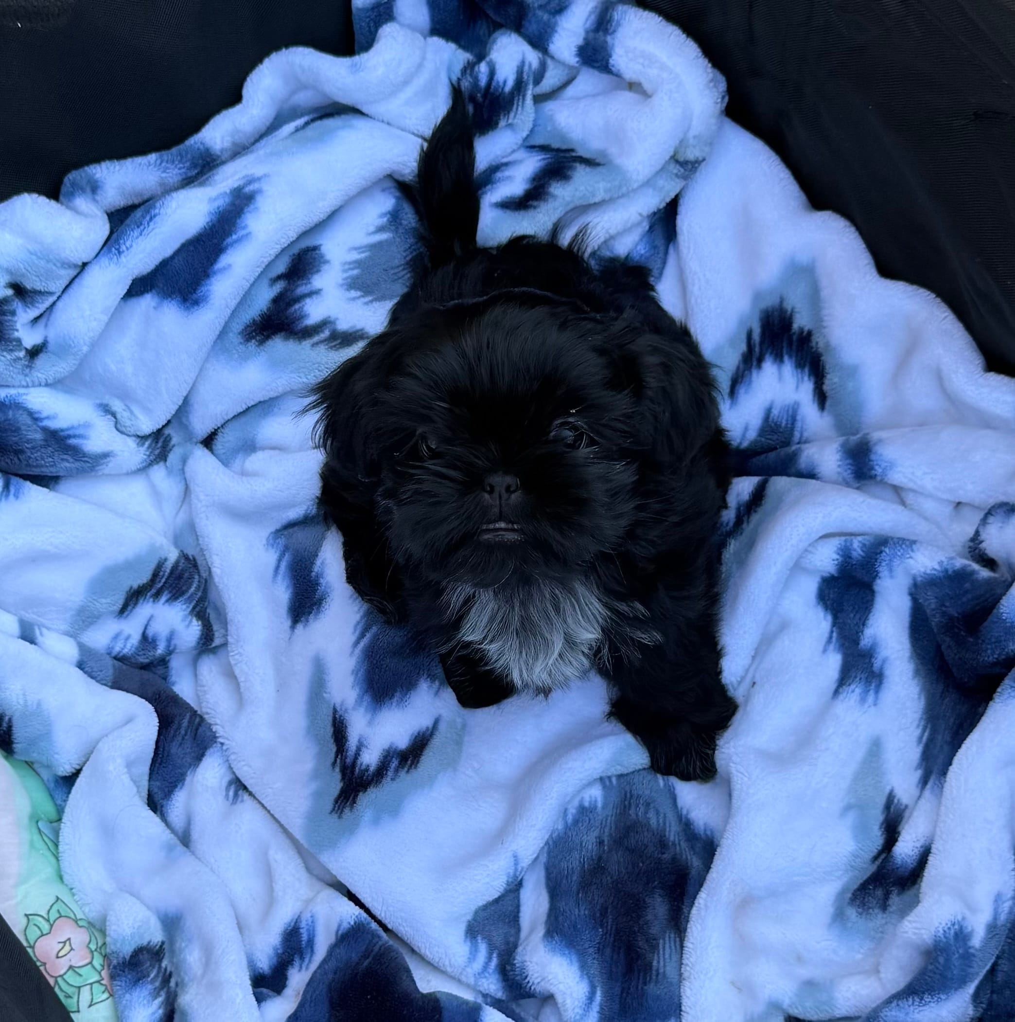 Blackie – Shih Tzu puppy for sale in Thornton, CO