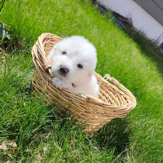 Mousse – Great Pyrenees puppy for sale in Hastings, NE