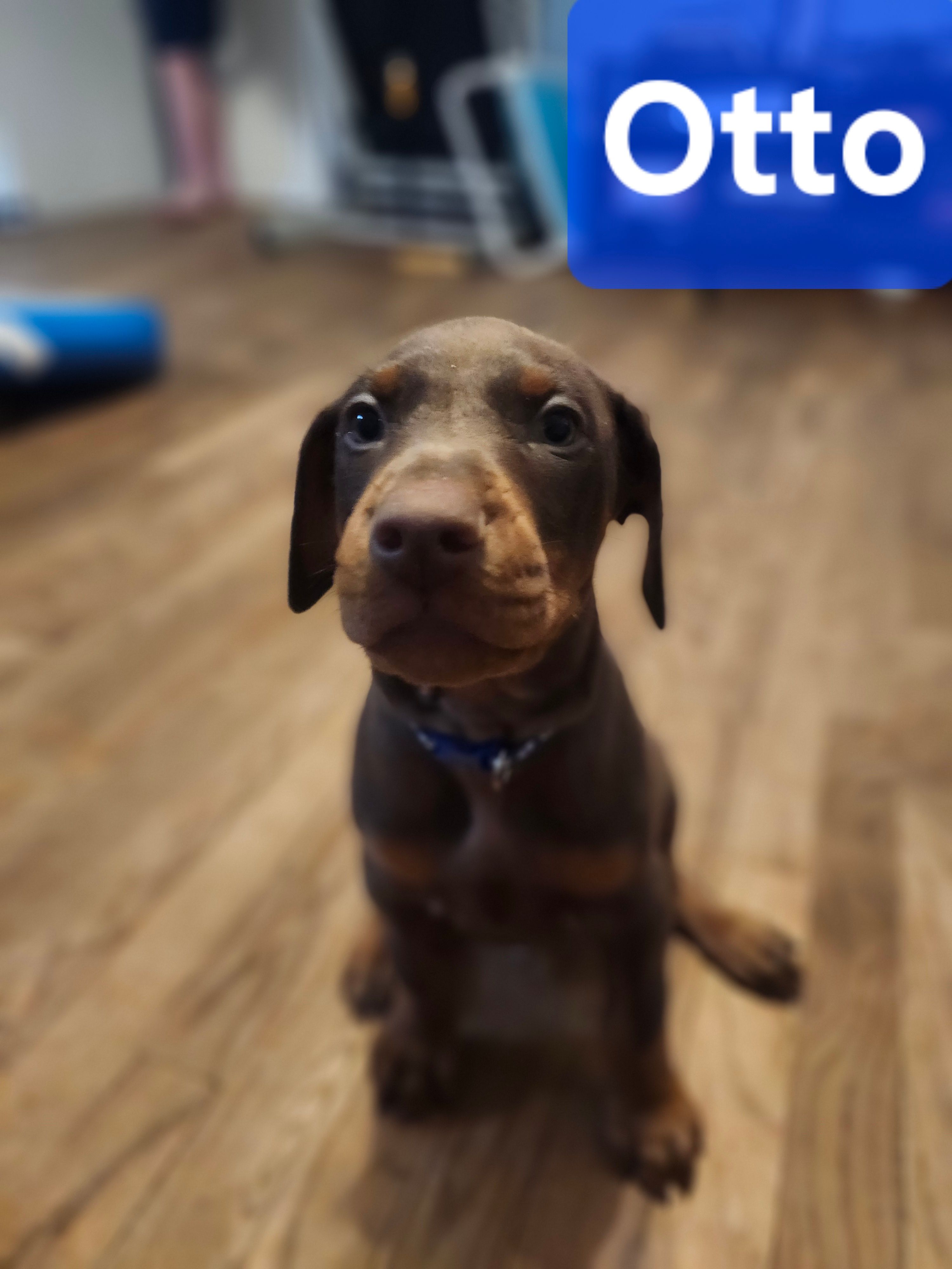 Otto – Doberman Pinscher puppy for sale in Corinth, MS
