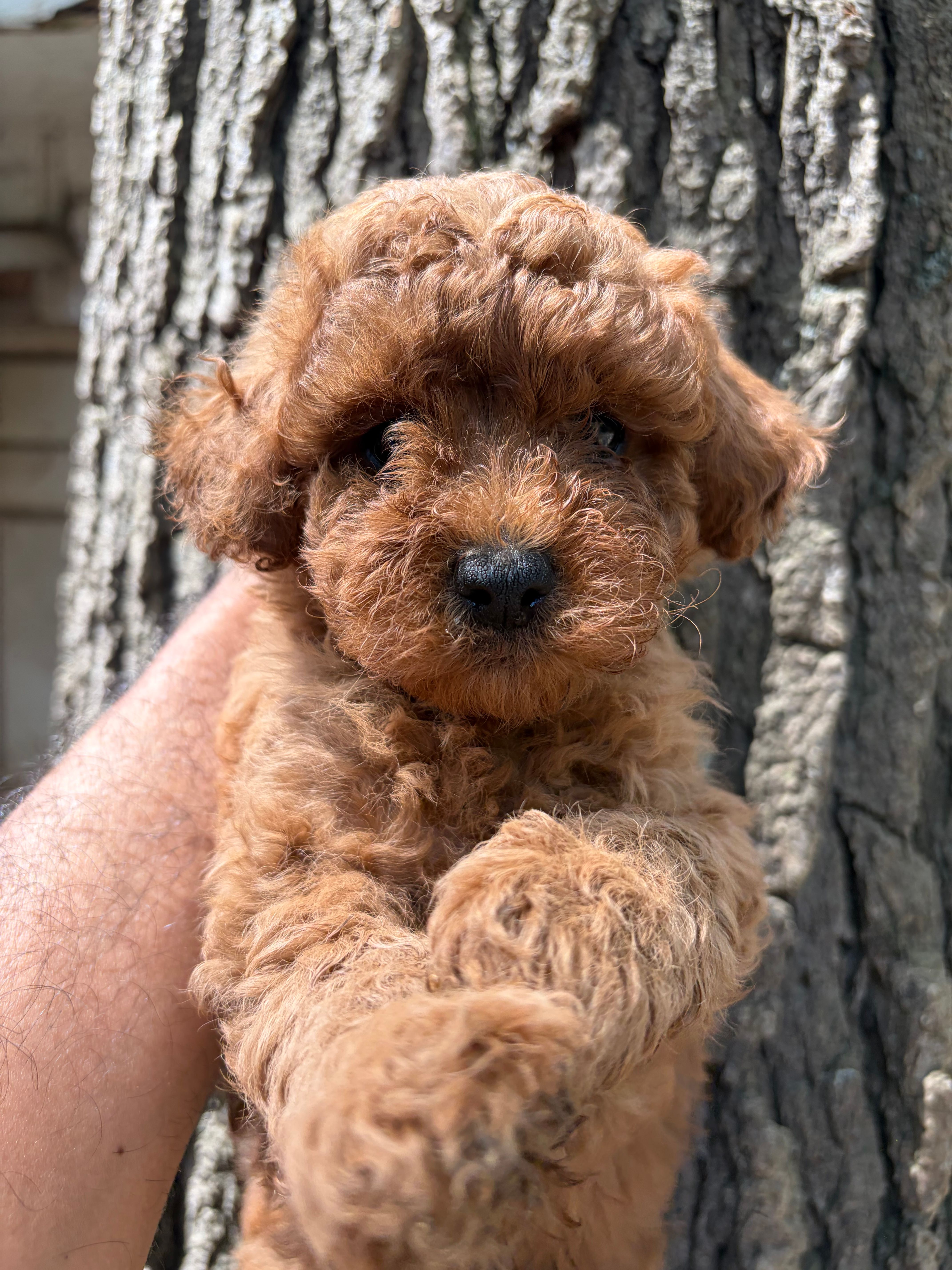 Choco – Poodle - Toy  puppy for sale in Lithia Springs, GA
