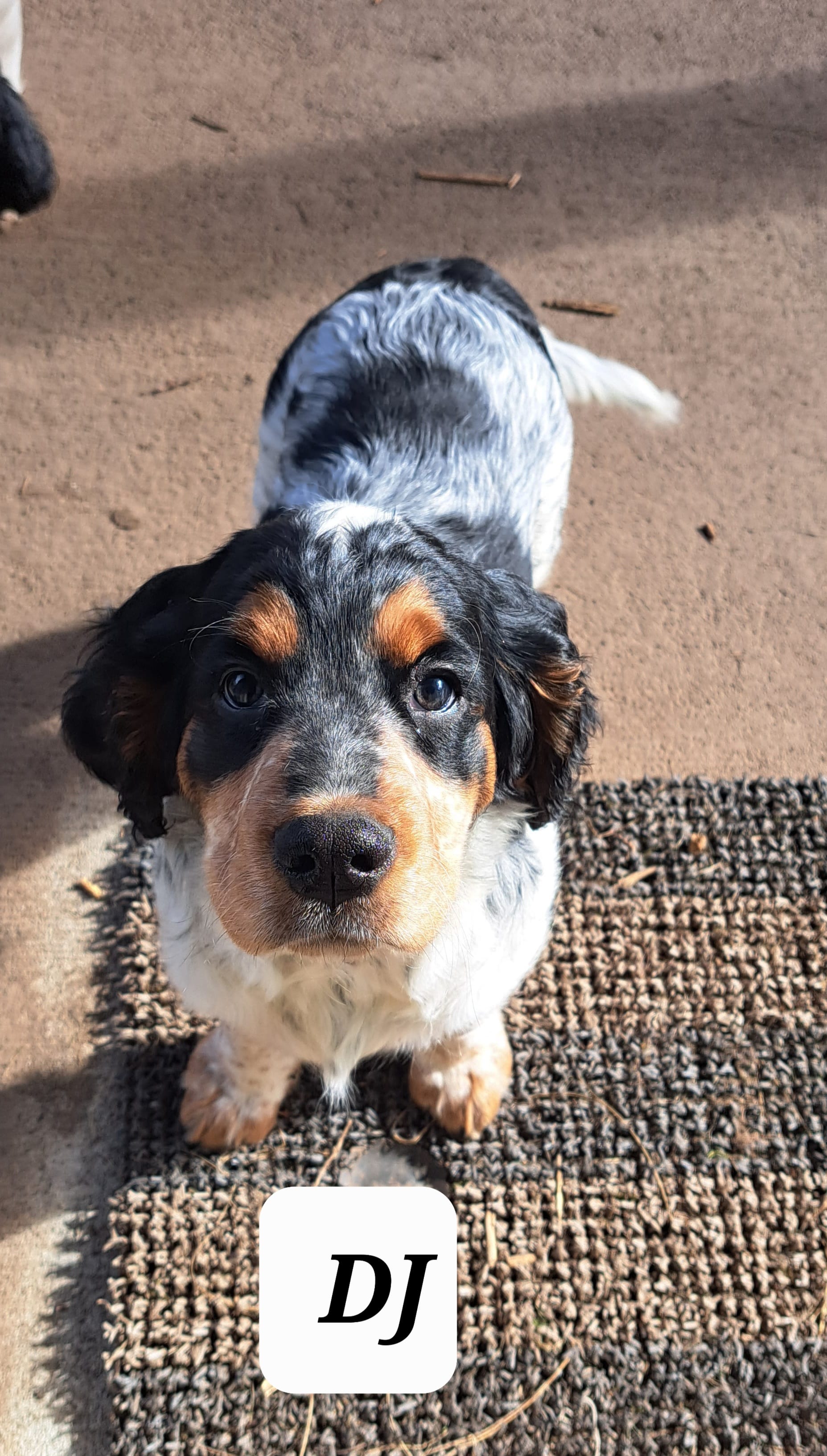 DJ – English Springer Spaniel puppy for sale in Blaine, WA