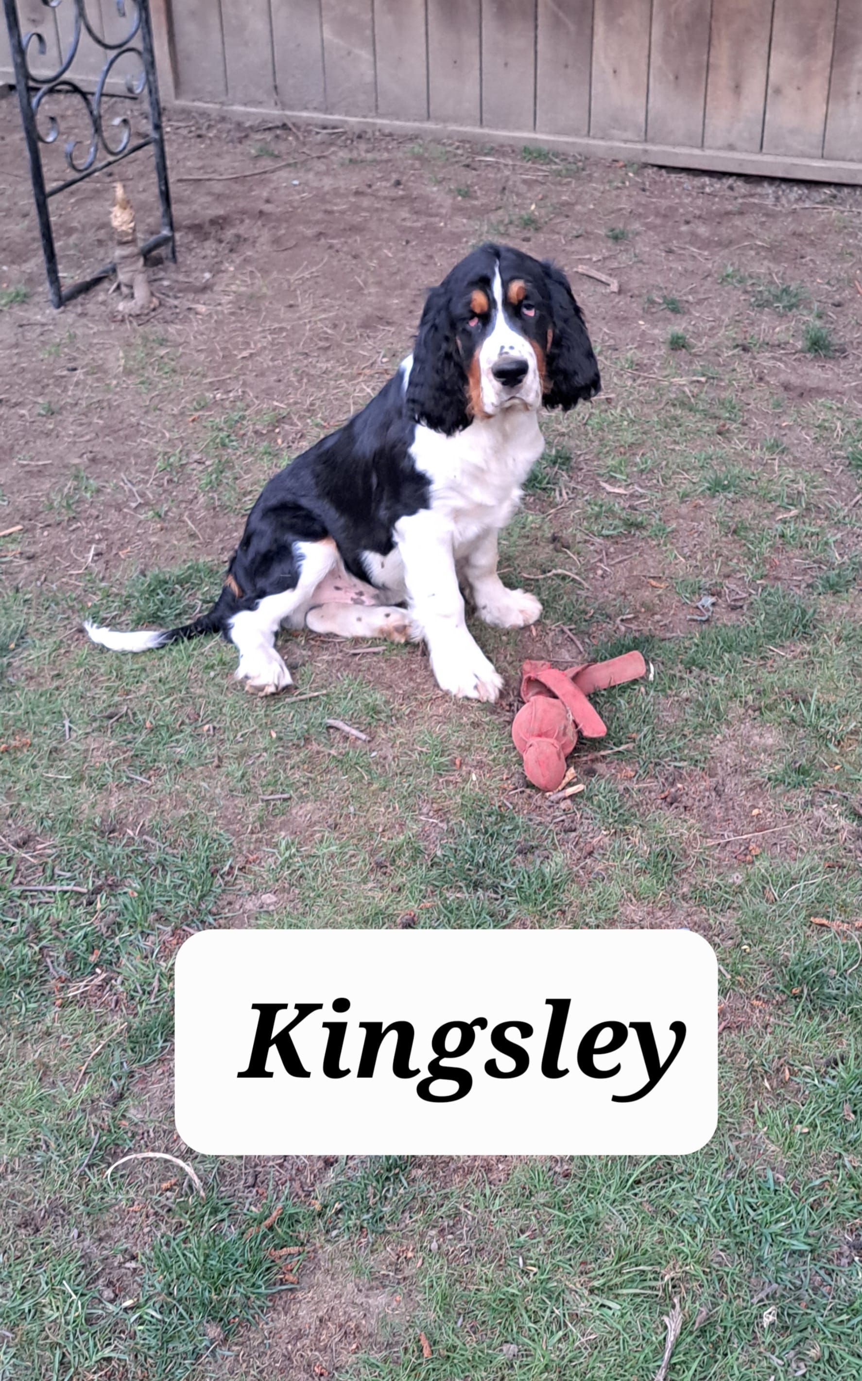 Kingsley – English Springer Spaniel puppy for sale in Blaine, WA