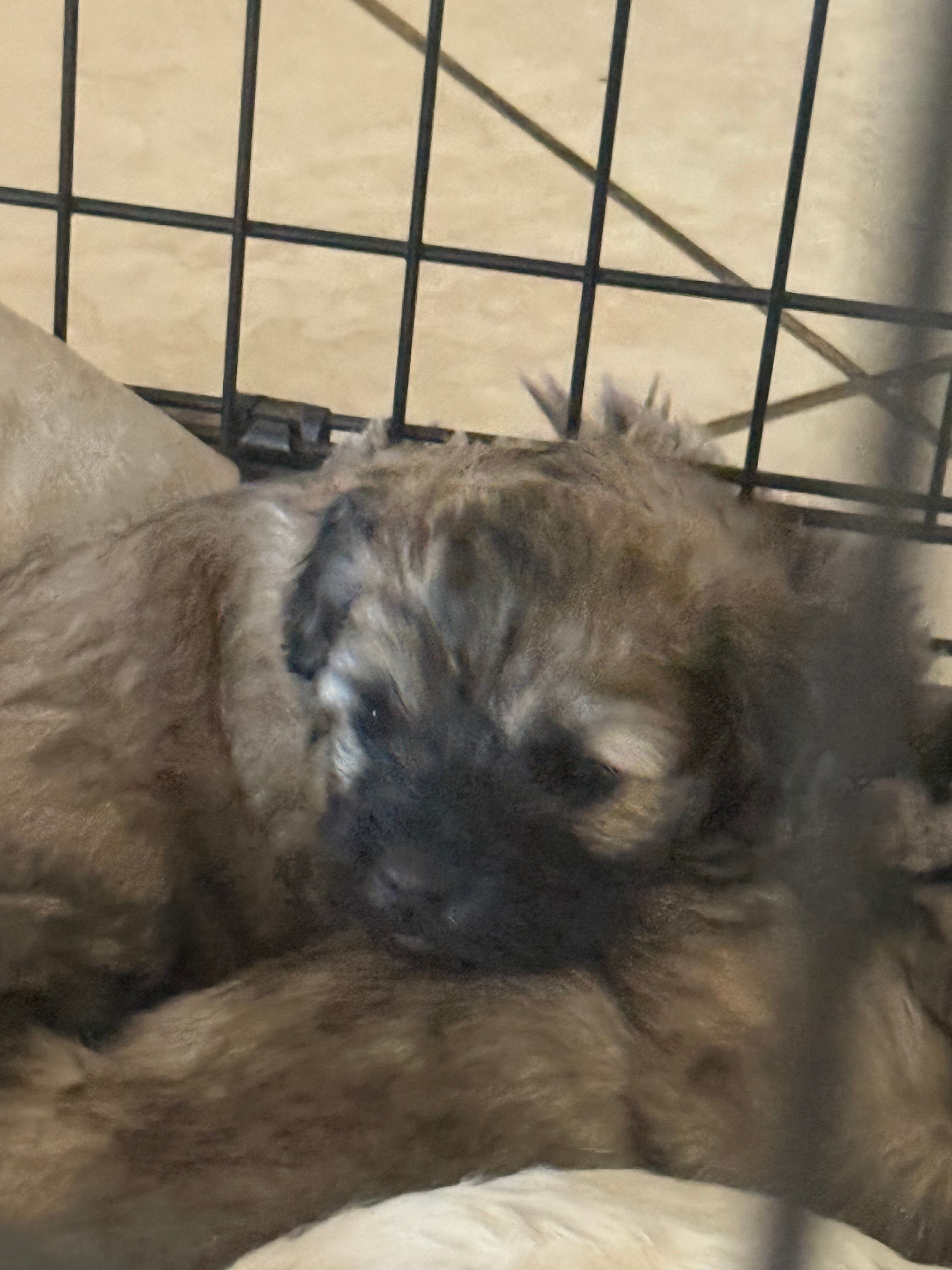 No name brown girl multipoo pup no shedding 