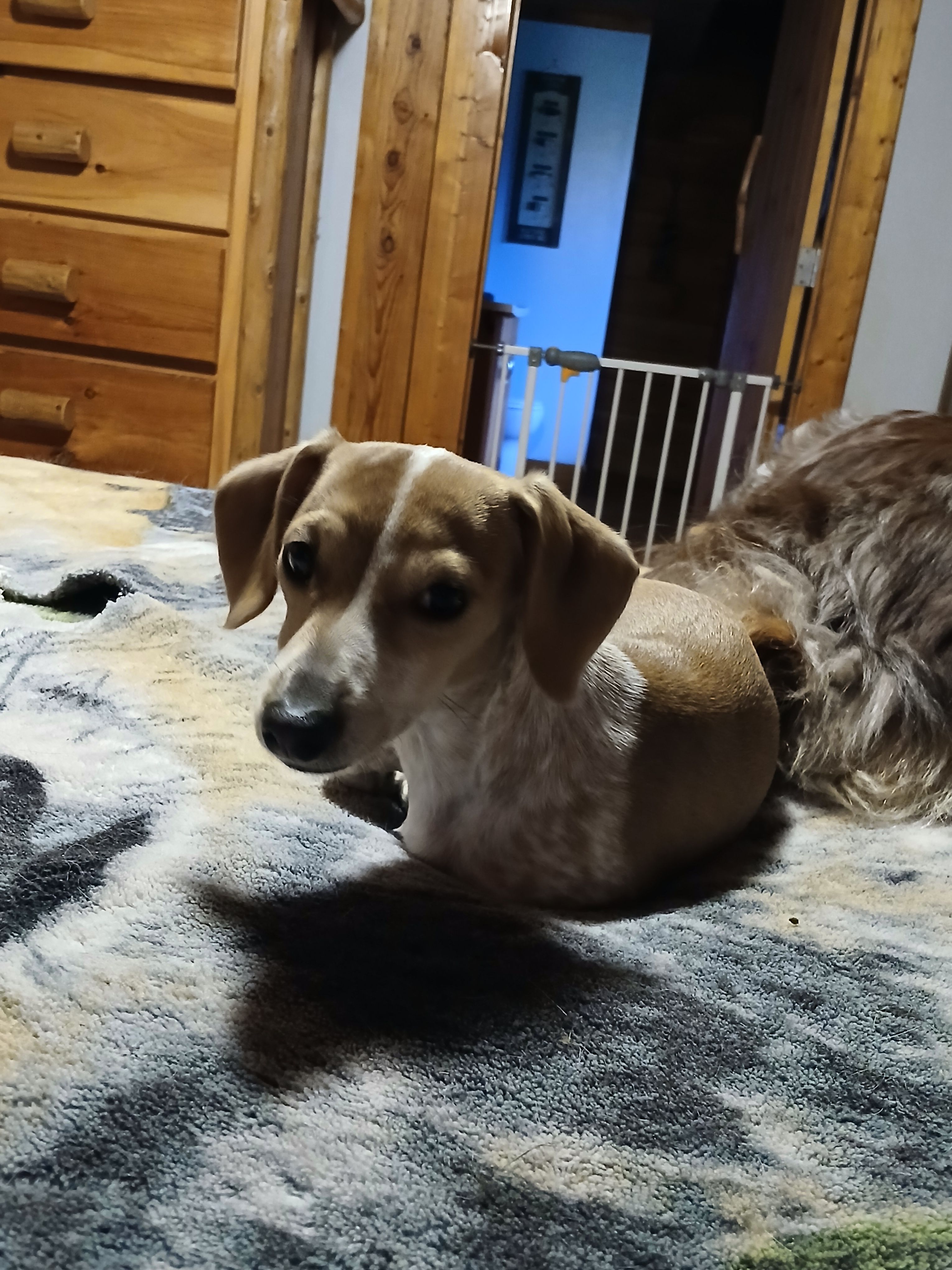 Daisy  – Miniature Dachshund puppy for sale in Booneville, KY