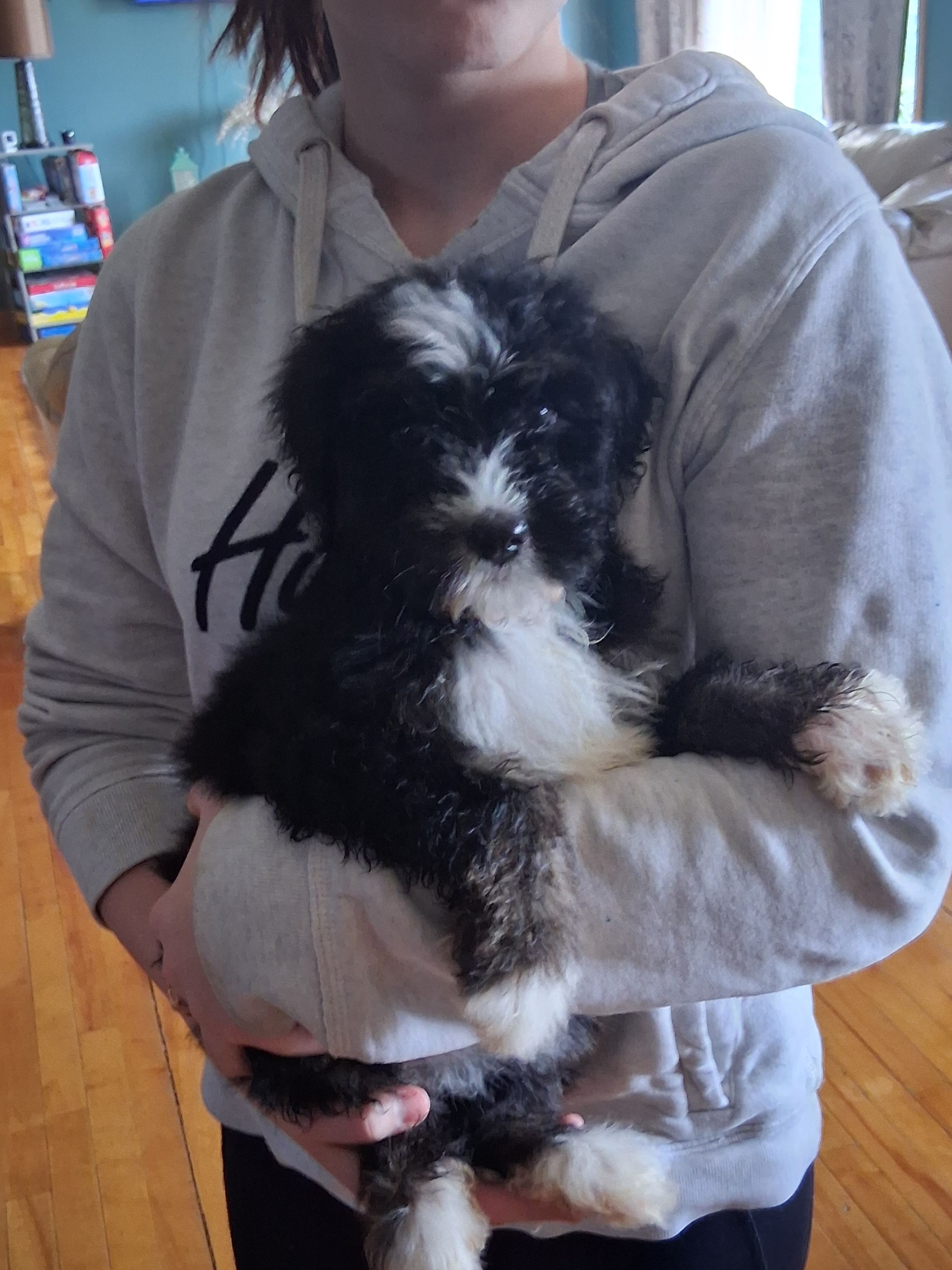 Squeaker boy – Bernedoodle puppy for sale in Troy, VT
