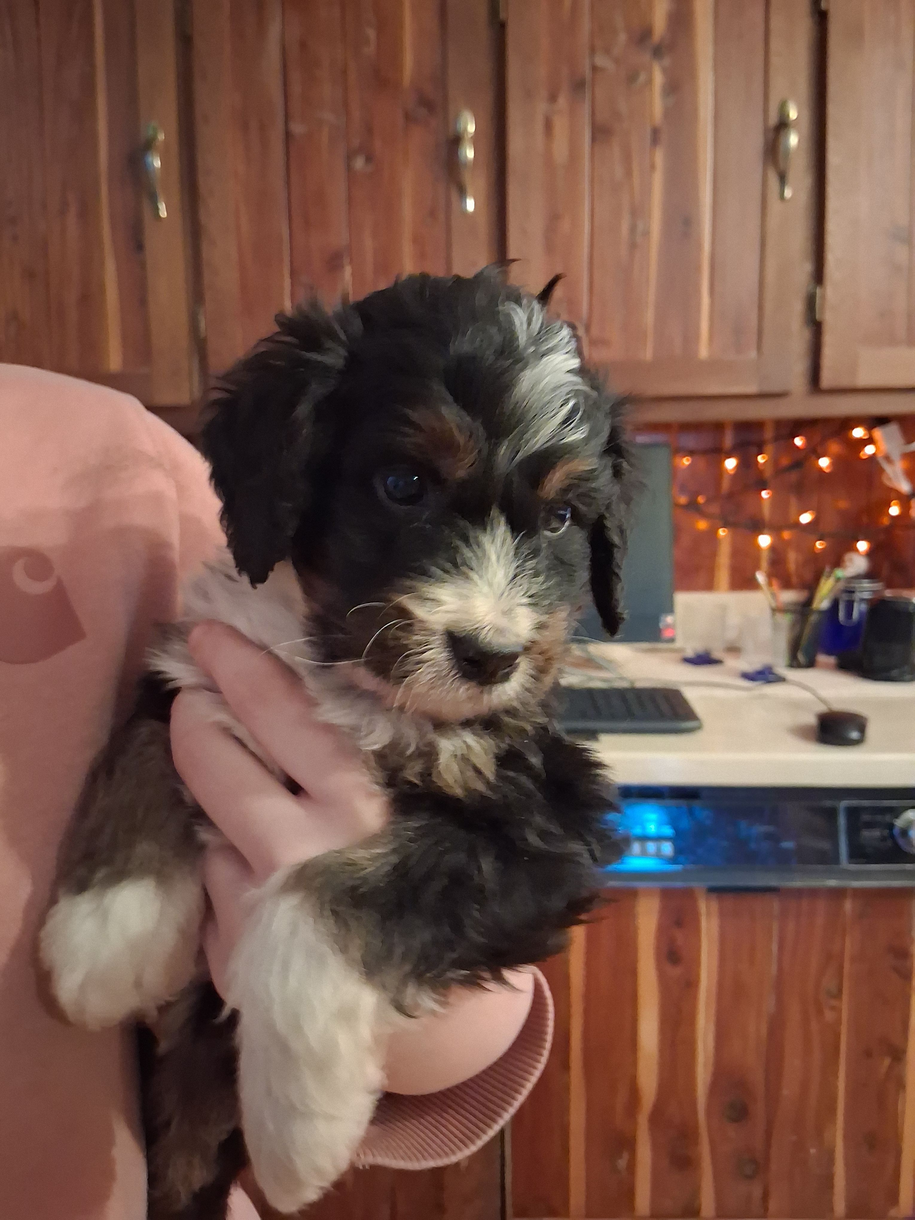 Little man – Bernedoodle puppy for sale in Troy, VT