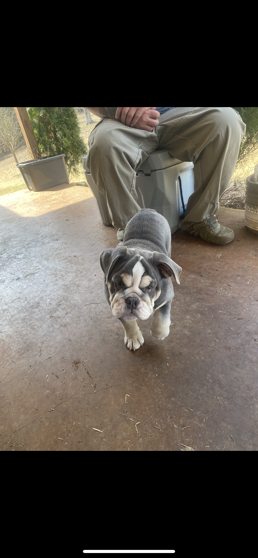 Tofu – English Bulldog puppy for sale in Saulsbury, TN