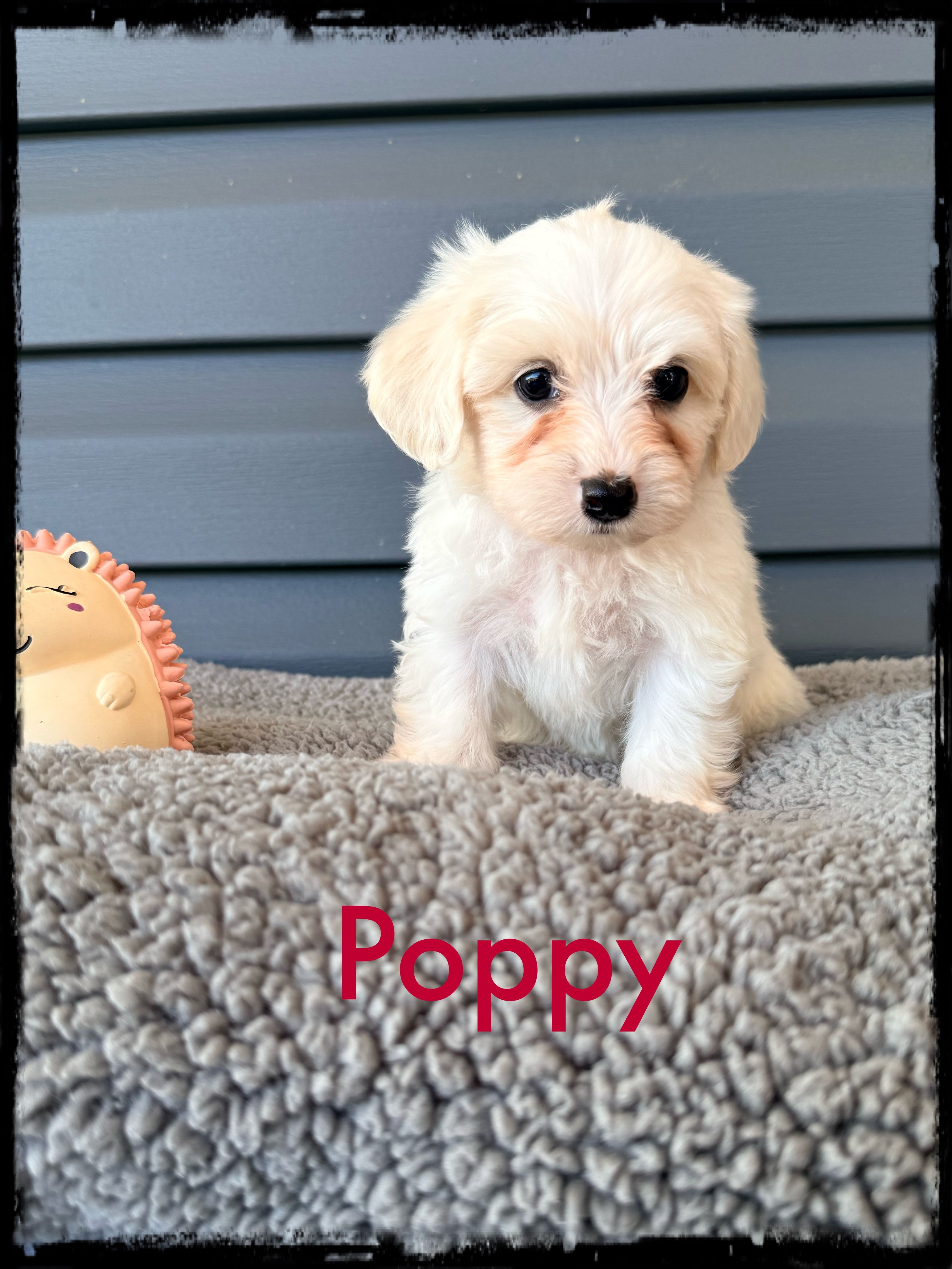 Poppy – Schnoodle puppy for sale in Abbeville, SC