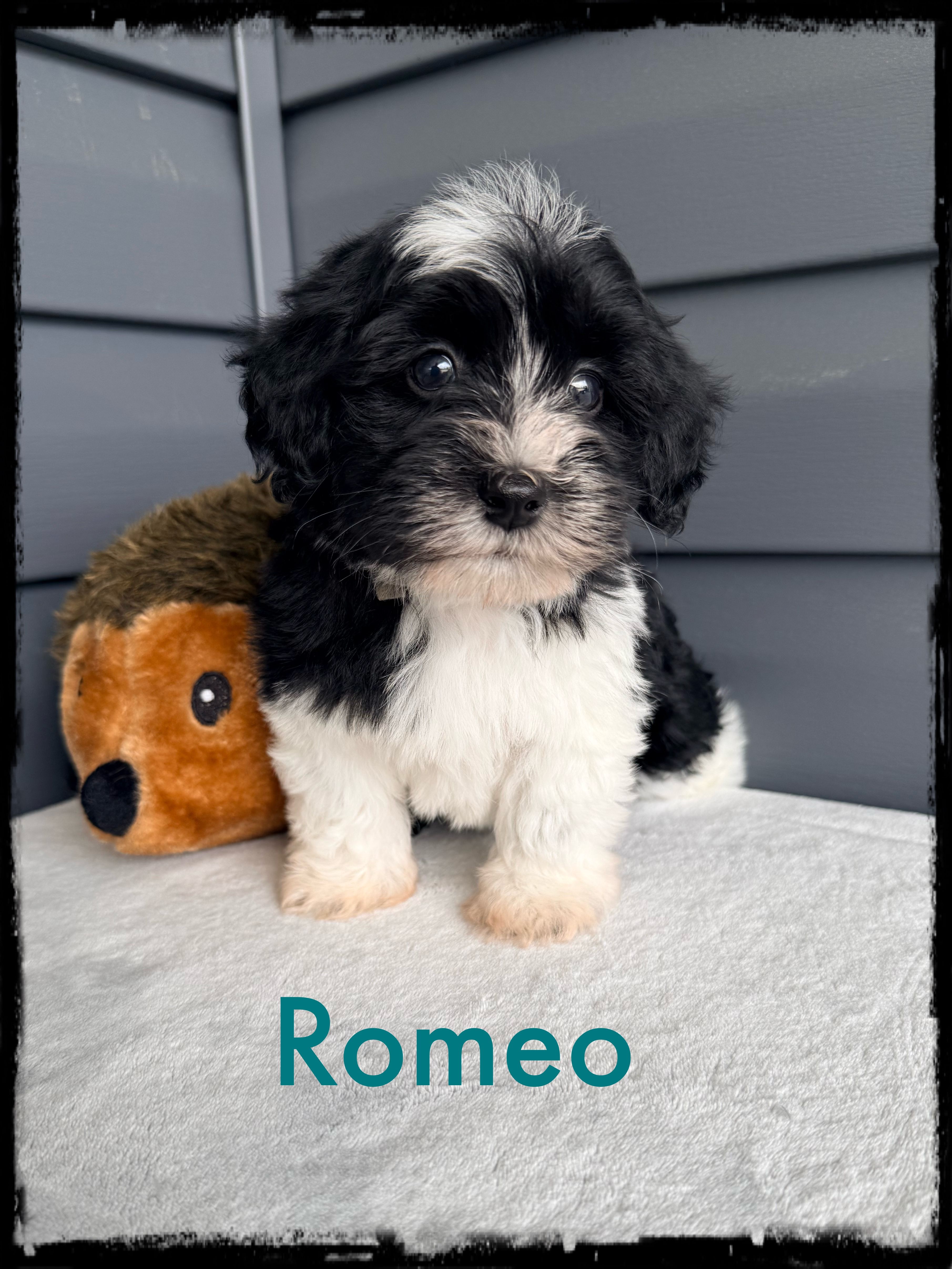 Romeo – Schnoodle puppy for sale in Abbeville, SC