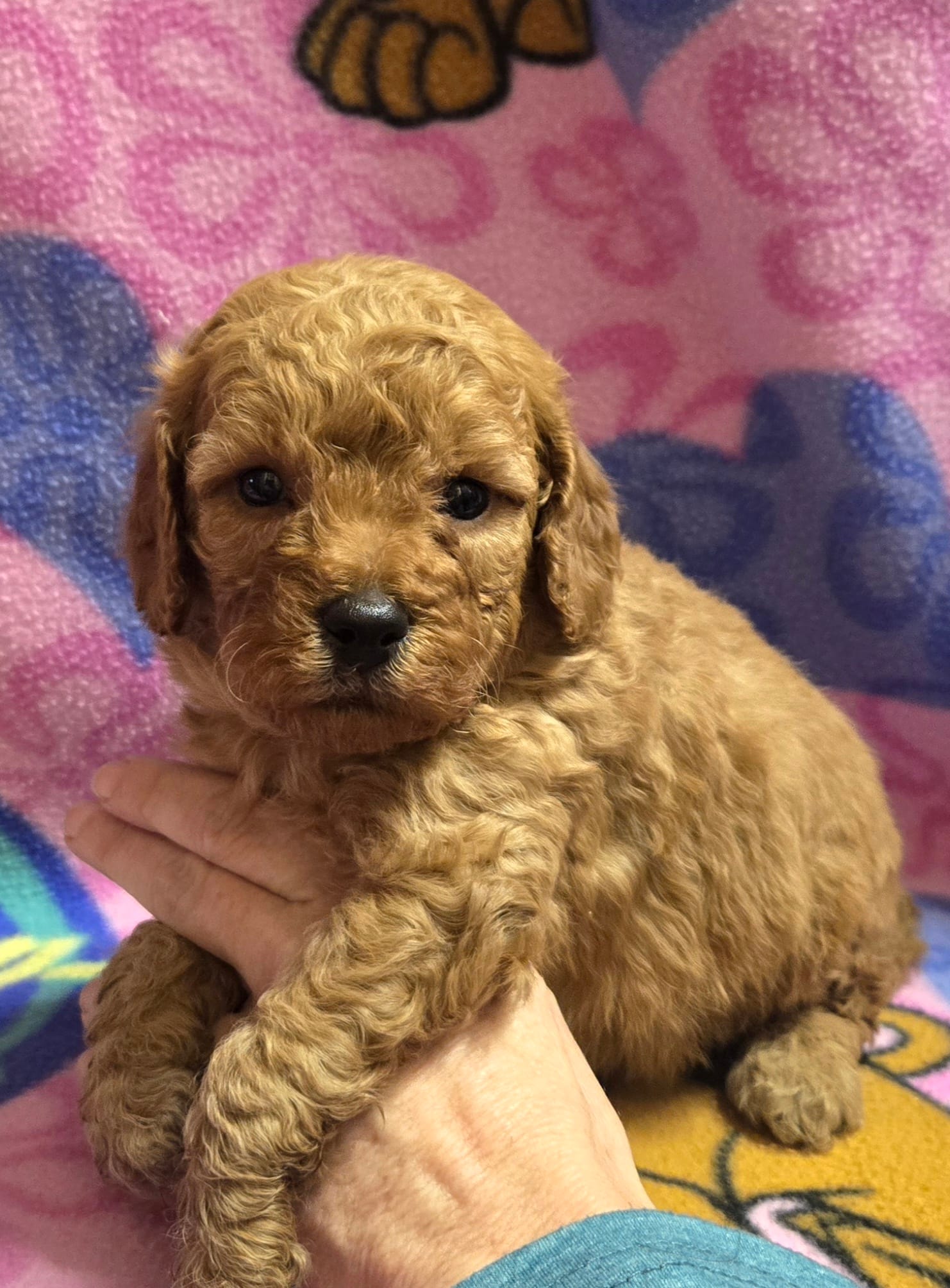 Cubby  – Miniature Goldendoodle puppy for sale in Rockford, IL