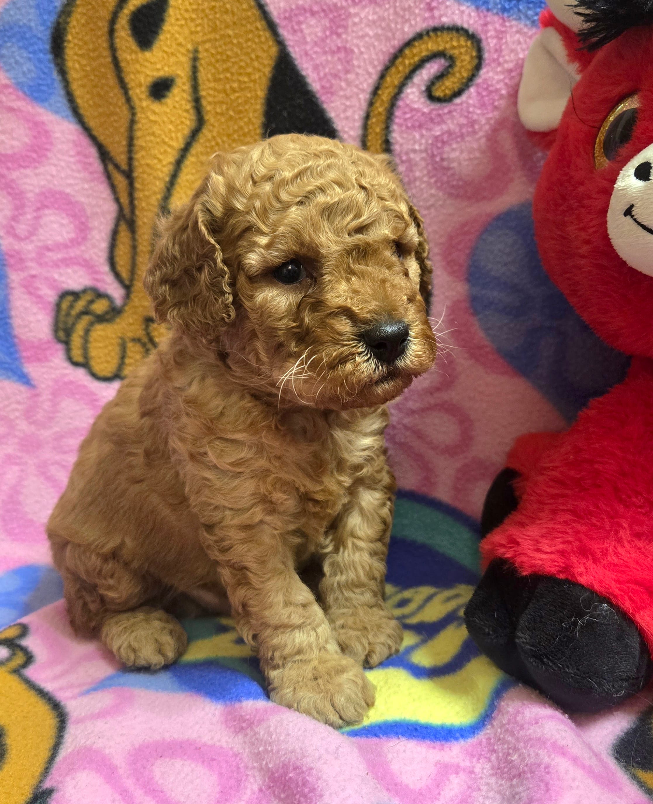 Wrigley  – Poodle - Miniature , Miniature Goldendoodle puppy for sale in Rockford, IL