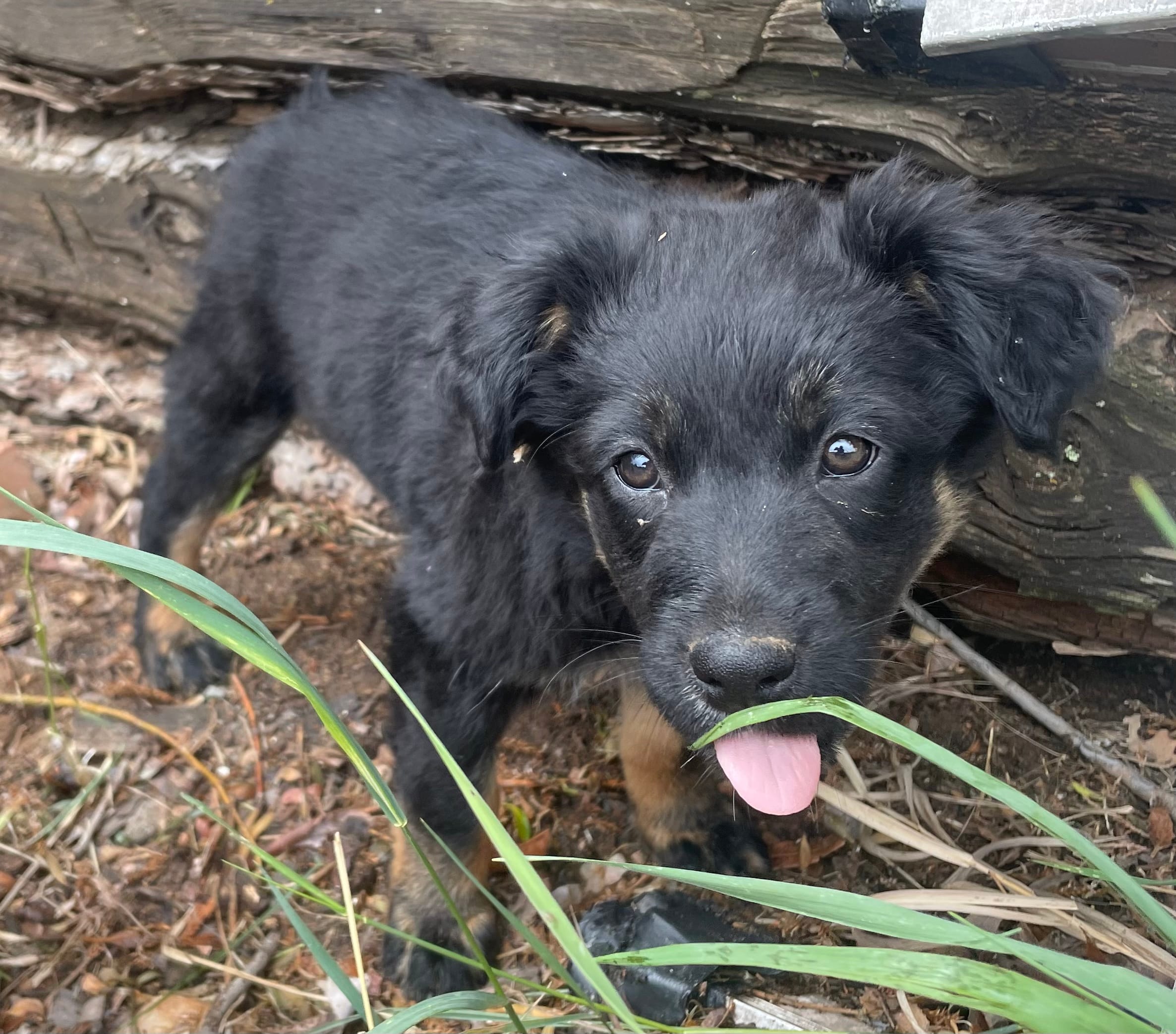 Becky – Australian Shepherd puppy for sale in Mora, NM