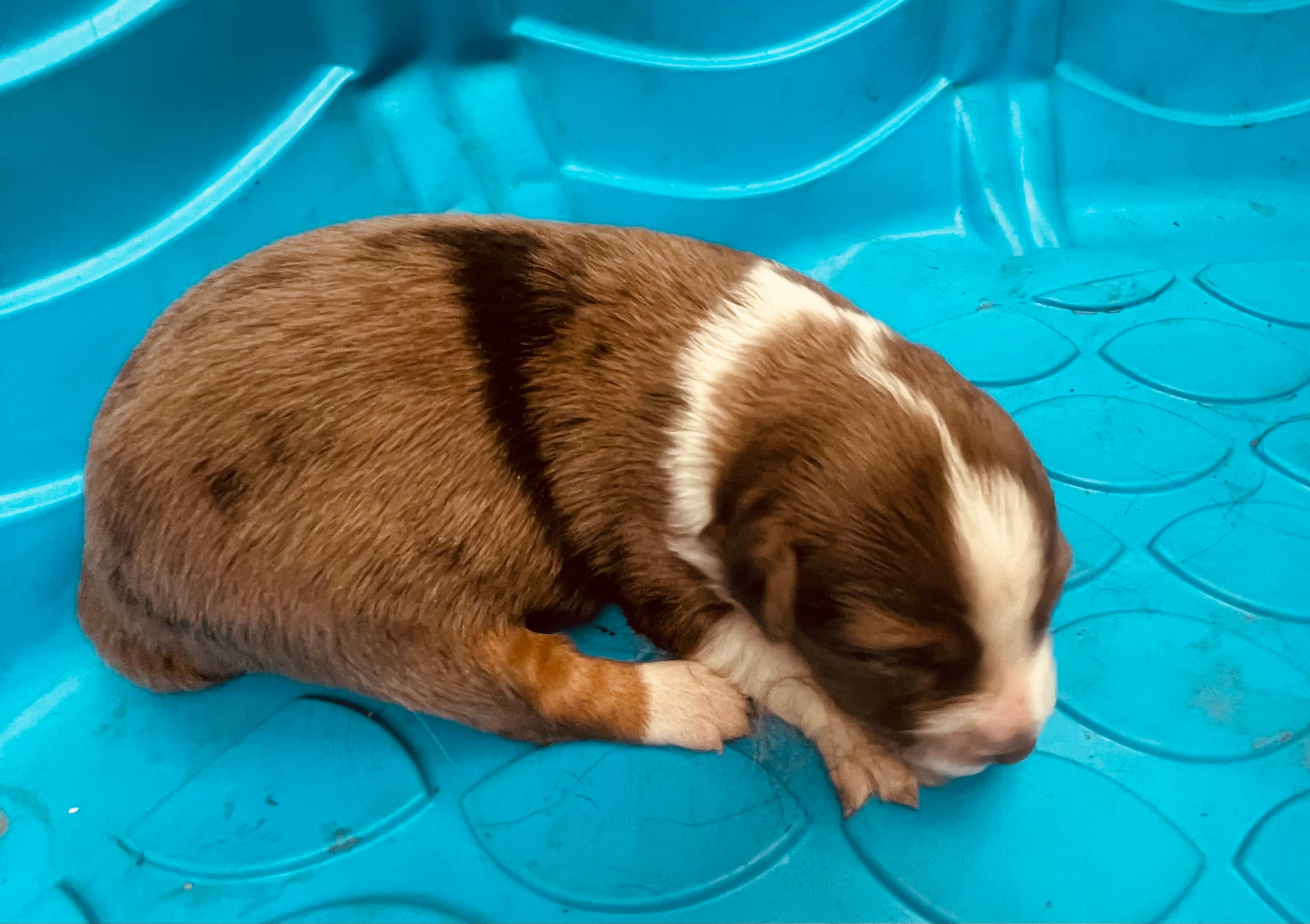 Buster – Australian Shepherd puppy for sale in Mora, NM