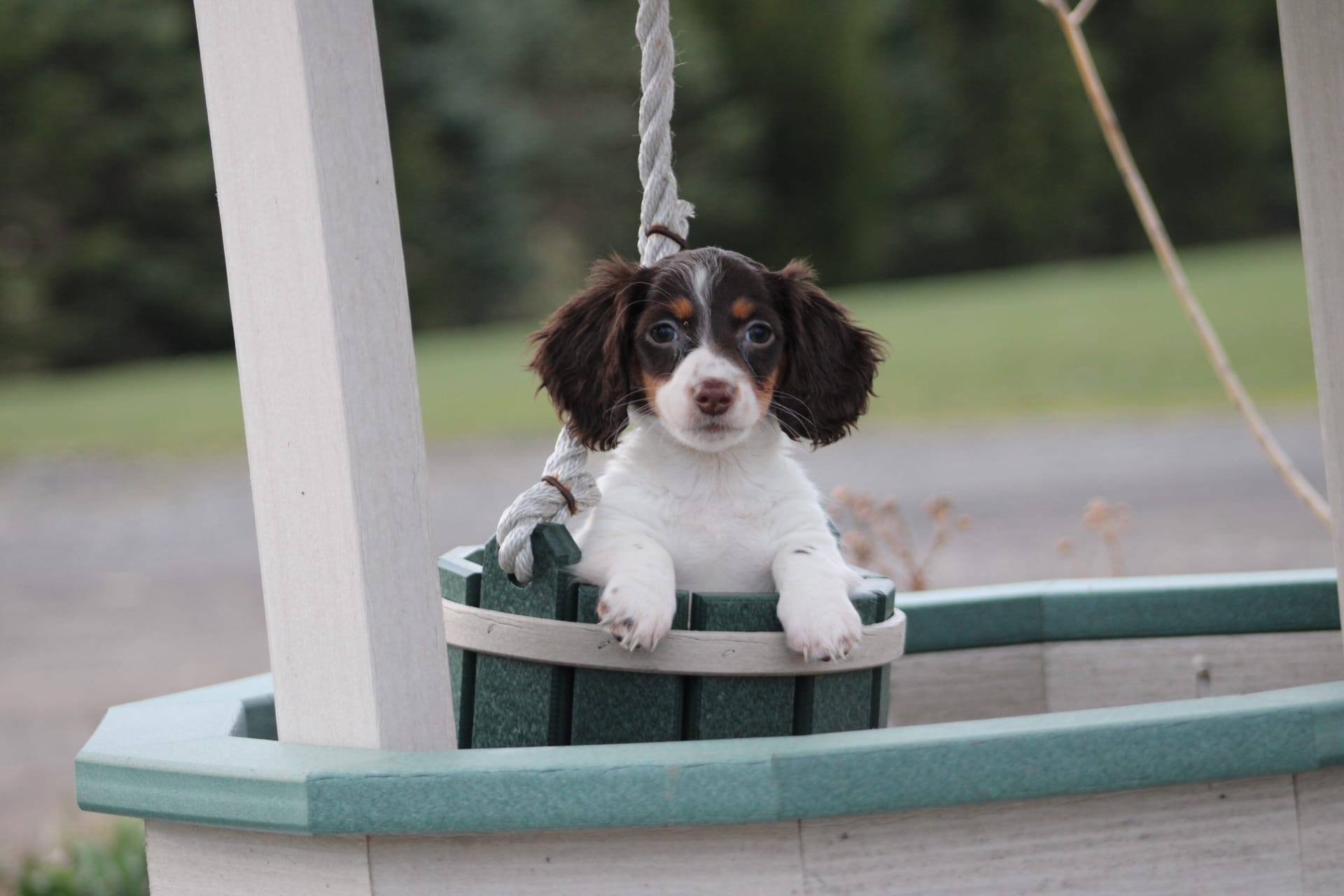 Gracie – Miniature Dachshund puppy for sale in Clyde, NY