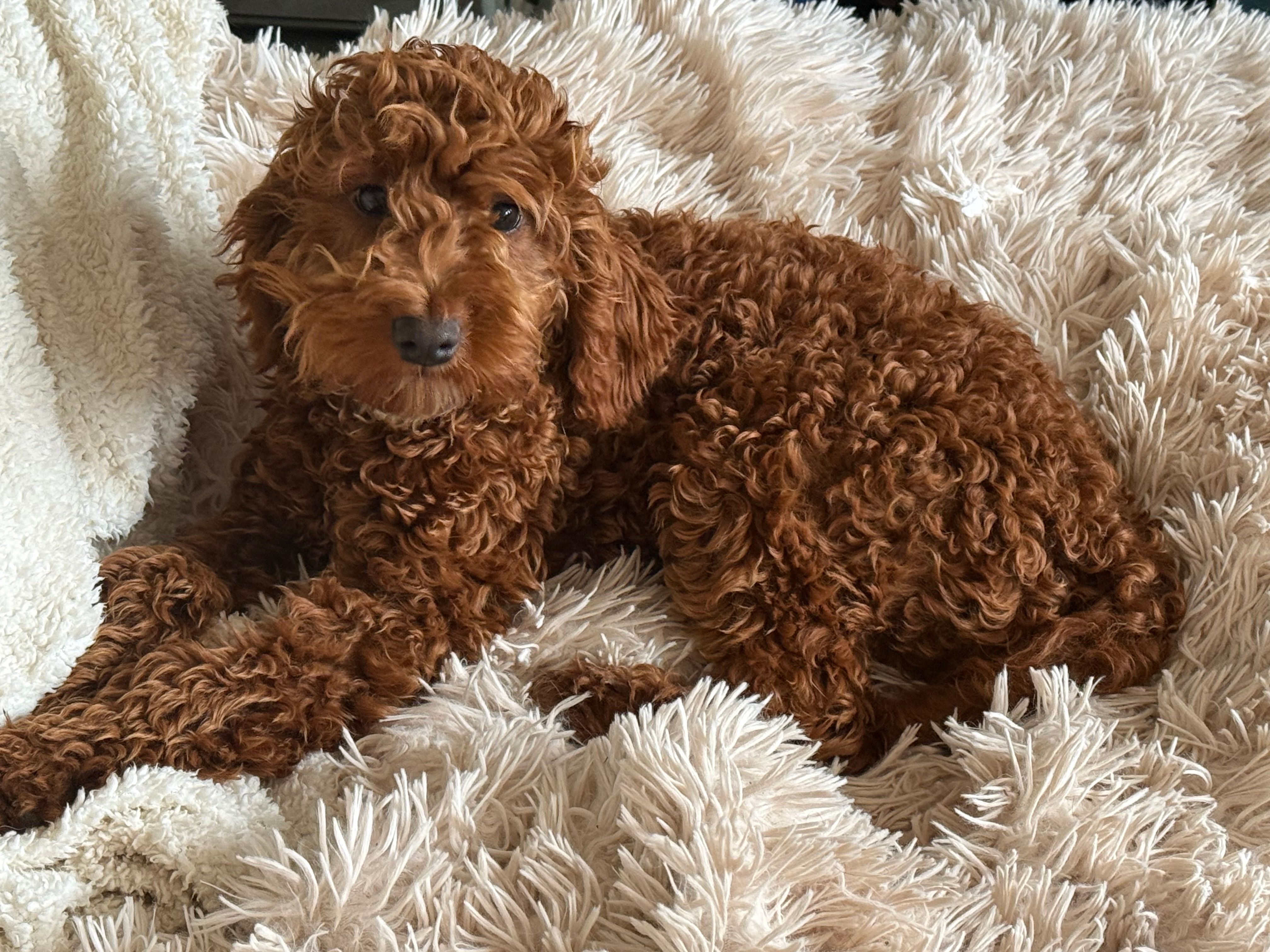 Luna  – Miniature Goldendoodle puppy for sale in Stillwater, MN