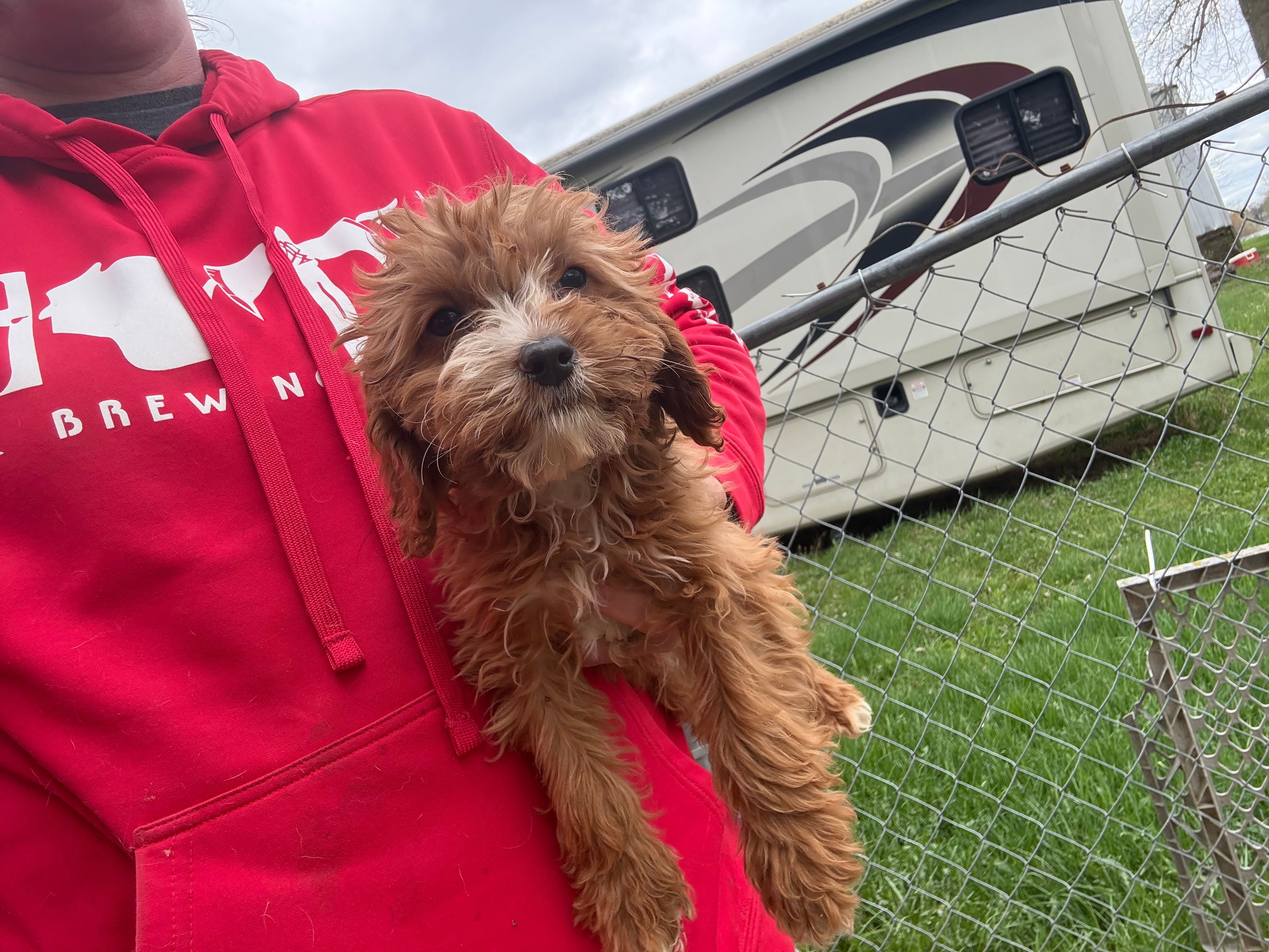Max – Cavapoo puppy for sale in Stillwater, MN