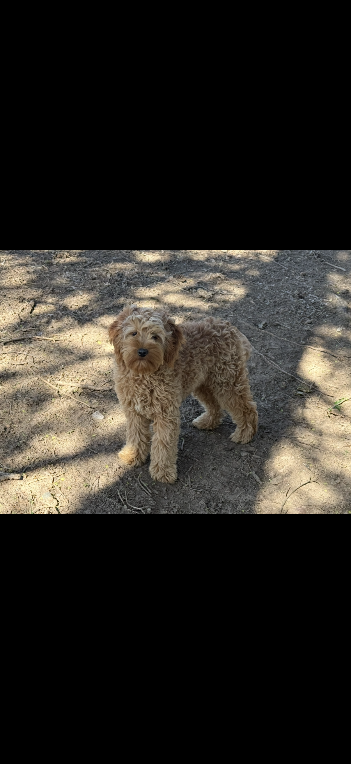 Albert  – Miniature Goldendoodle puppy for sale in Stillwater, MN