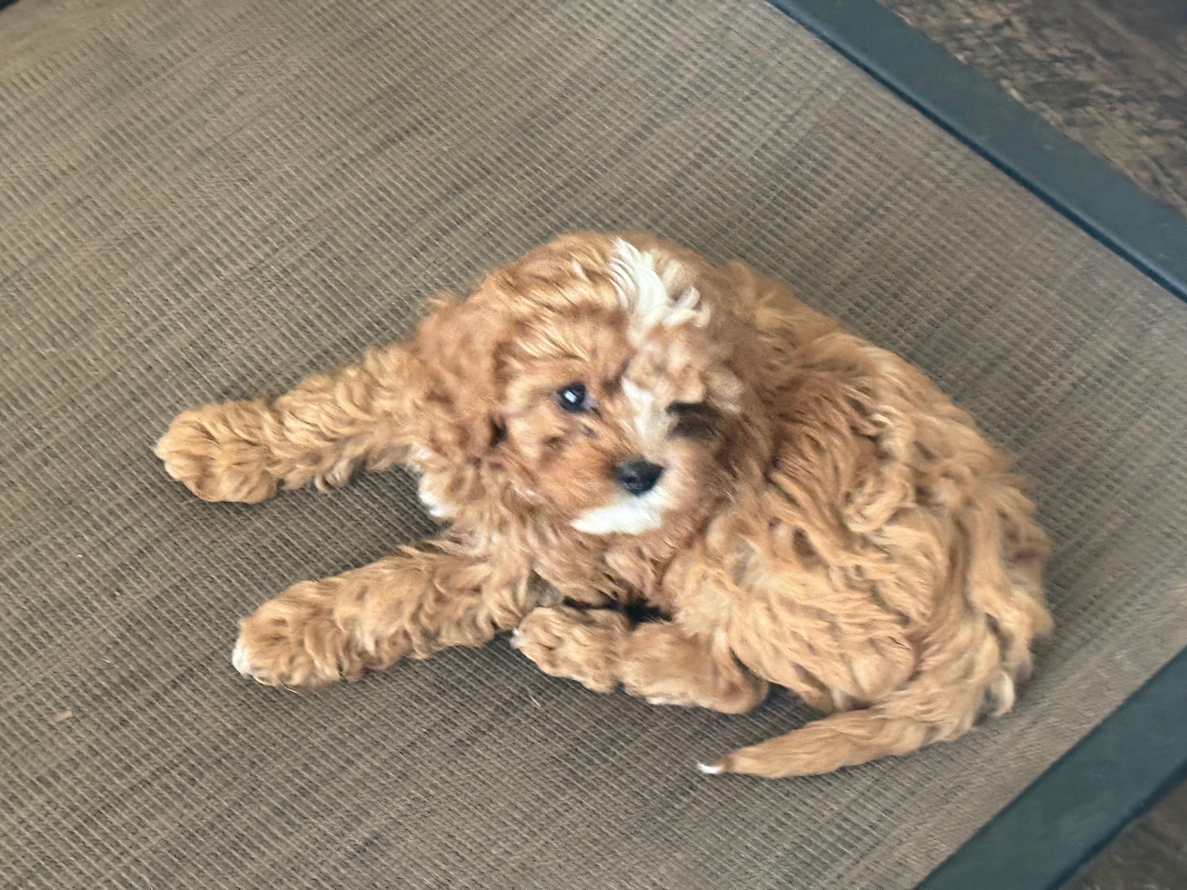 Mavis – Cavapoo puppy for sale in Stillwater, MN