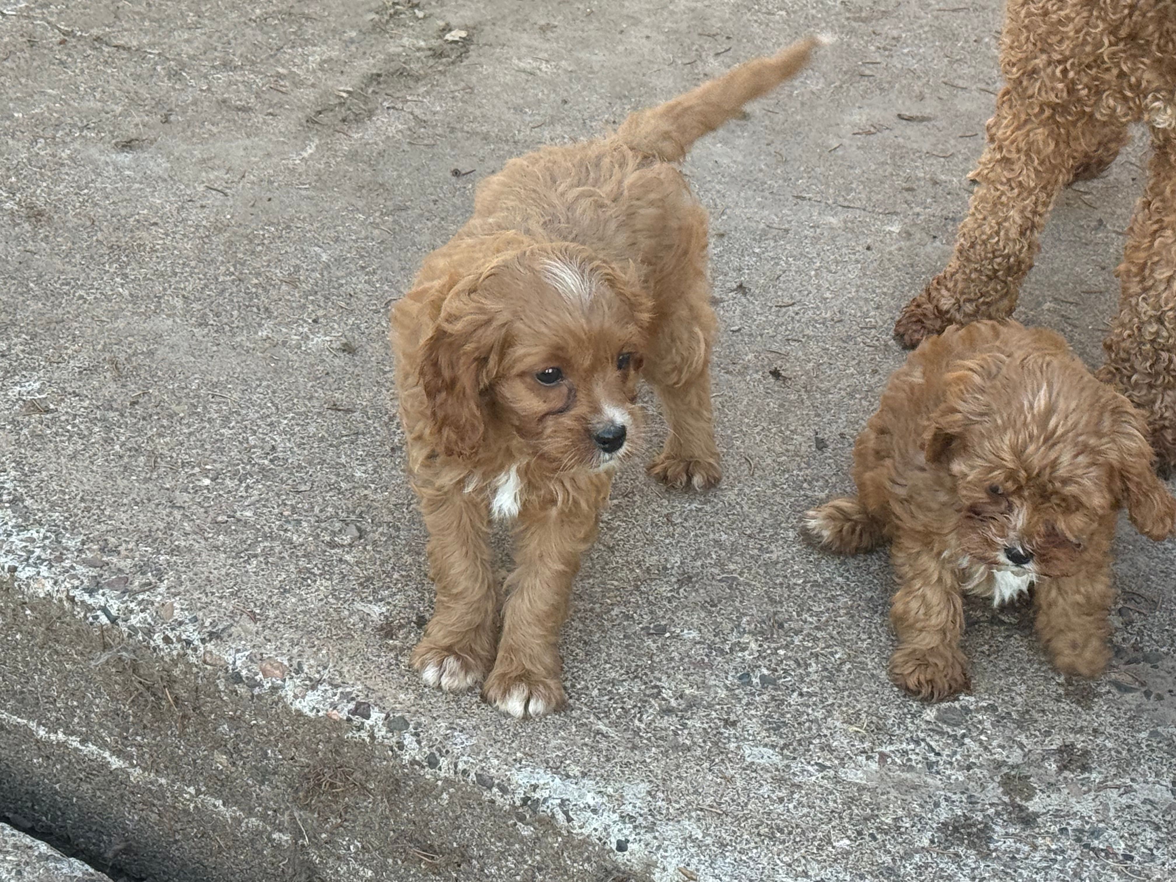Millie  – Cavapoo puppy for sale in Stillwater, MN